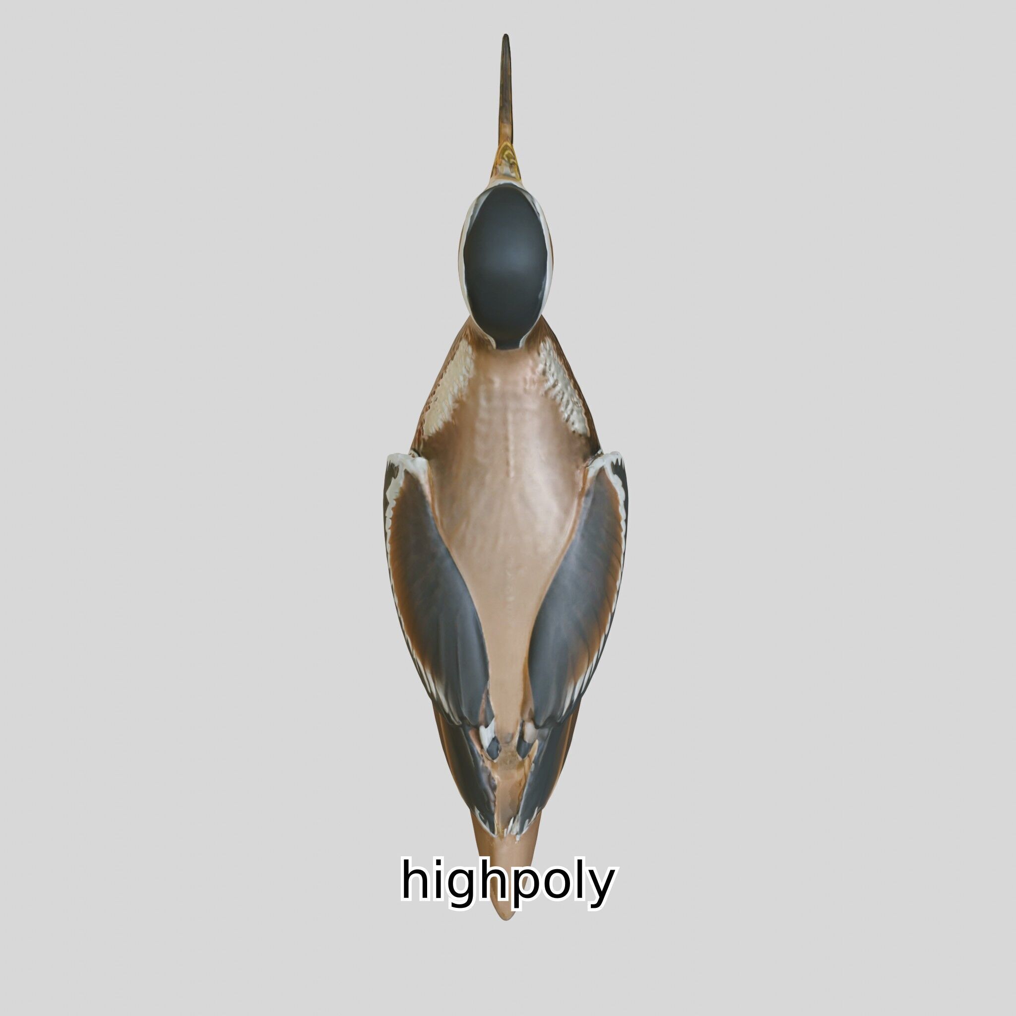 Realistic Painted-Snipe Bird 3D Model Low-poly 3D model_21