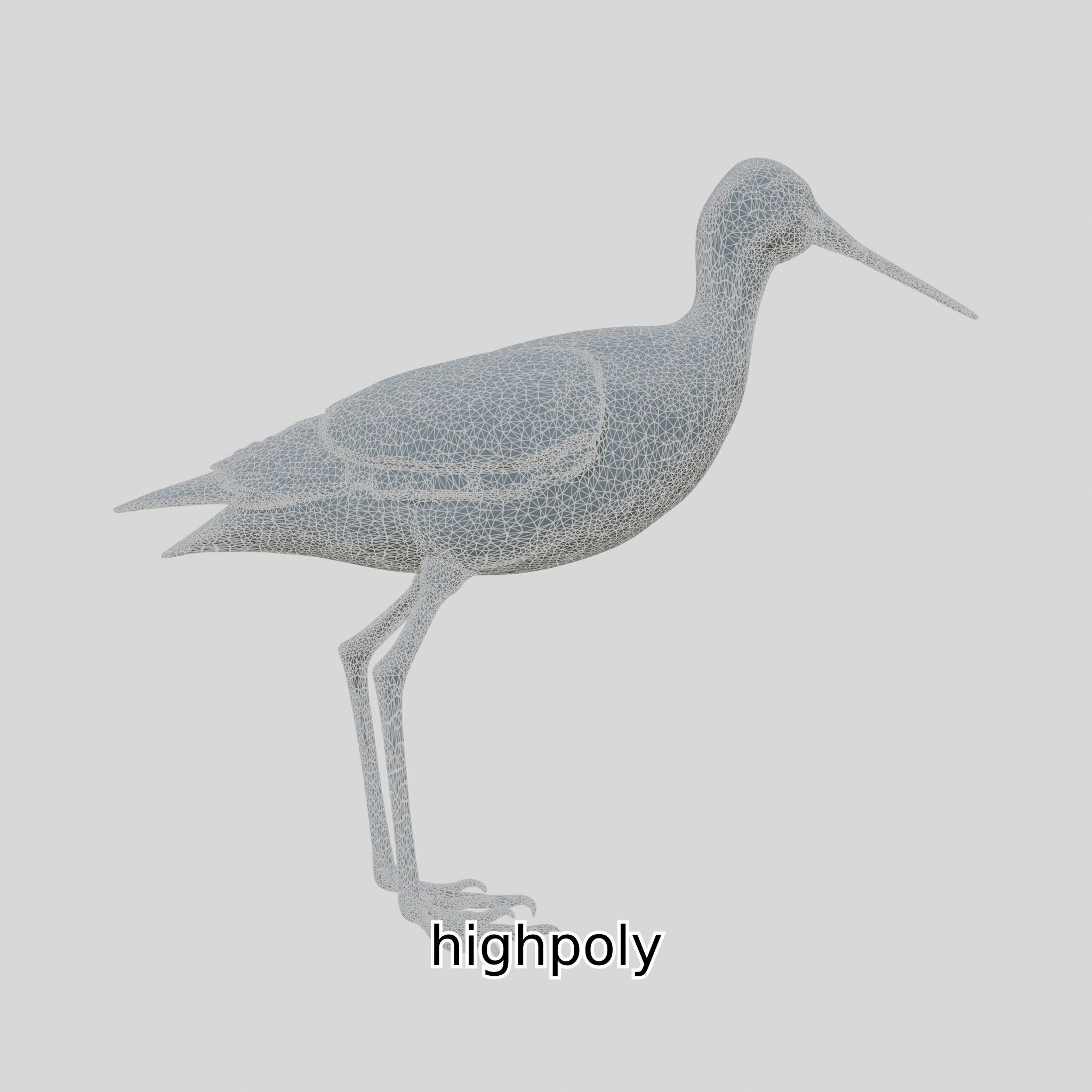 Realistic Painted-Snipe Bird 3D Model Low-poly 3D model_24