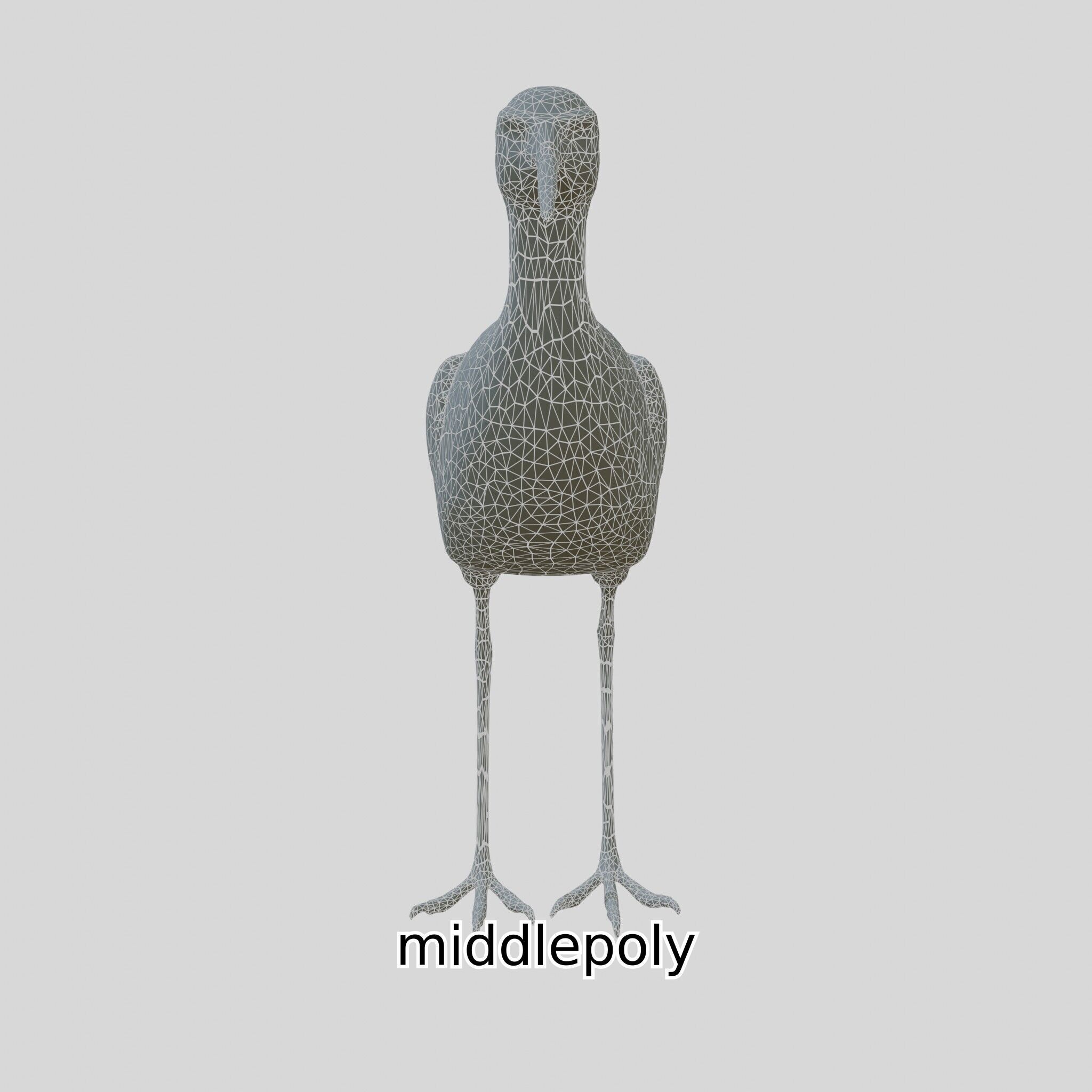 Realistic Painted-Snipe Bird 3D Model Low-poly 3D model_13