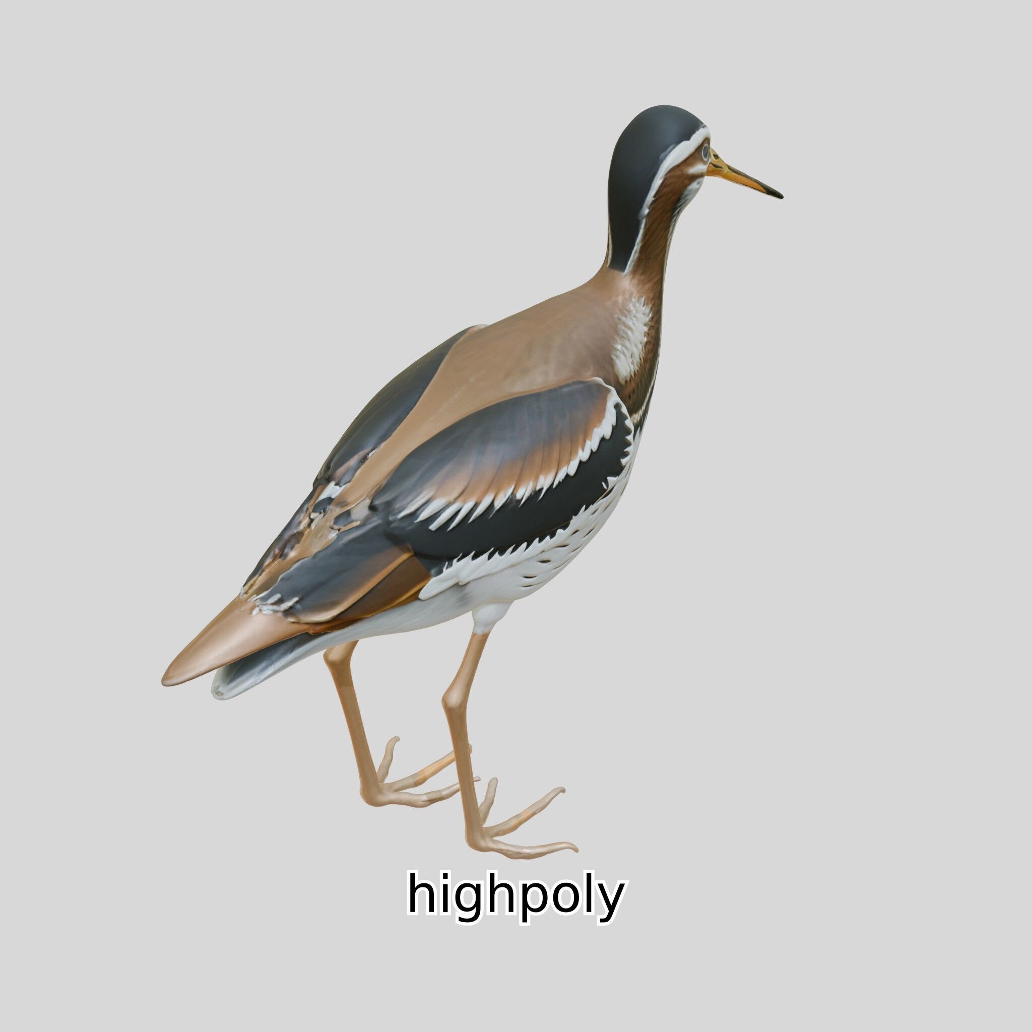 Realistic Painted-Snipe Bird 3D Model Low-poly 3D model_28