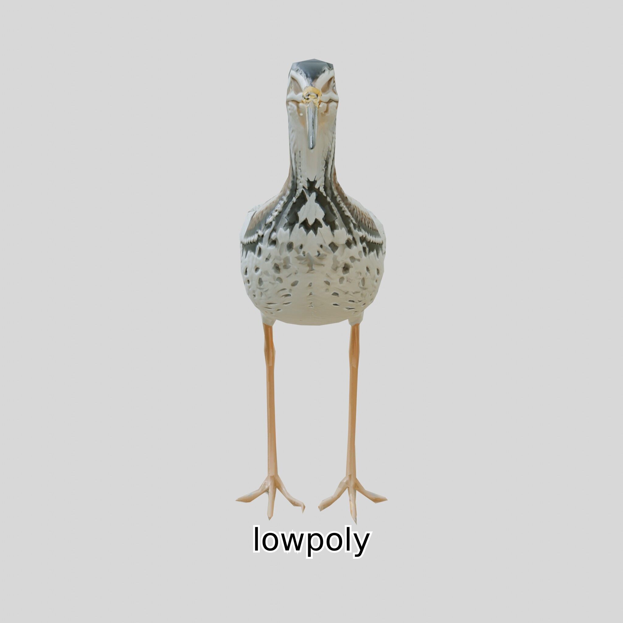 Realistic Painted-Snipe Bird 3D Model Low-poly 3D model_33