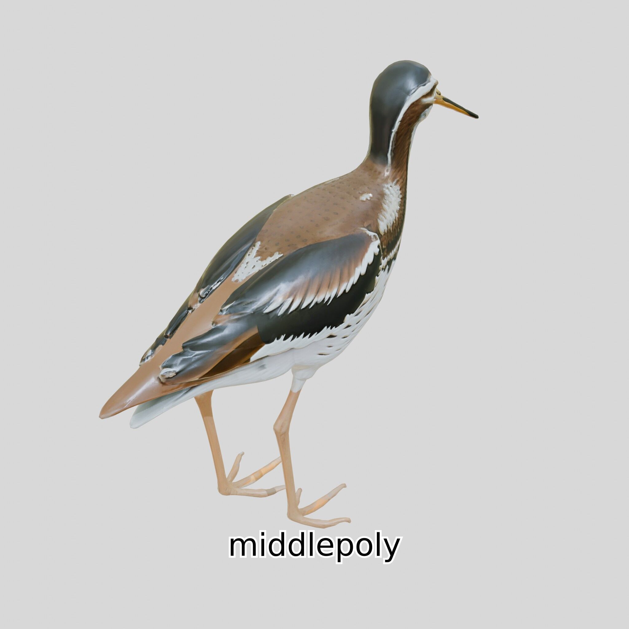 Realistic Painted-Snipe Bird 3D Model Low-poly 3D model_9