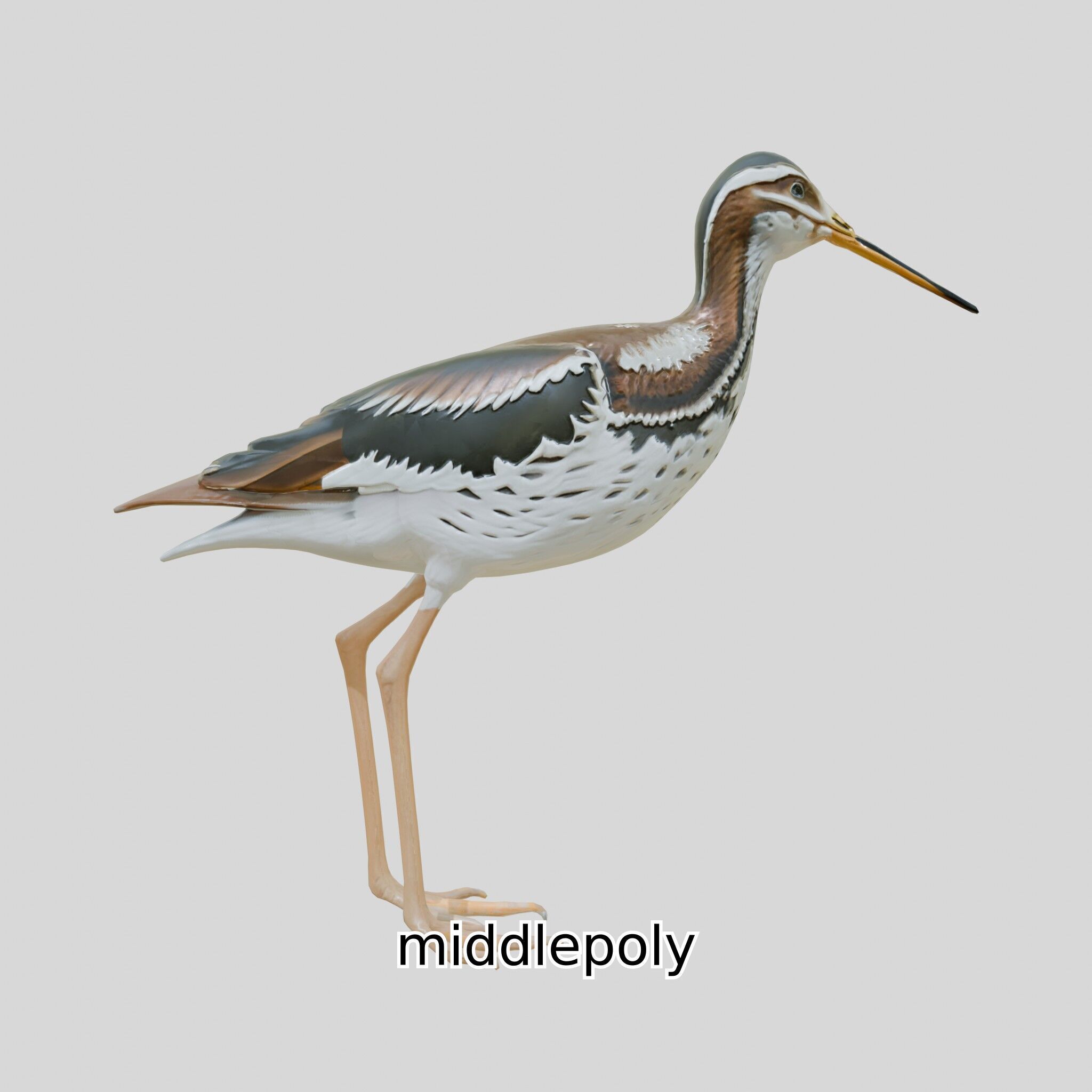 Realistic Painted-Snipe Bird 3D Model Low-poly 3D model_7