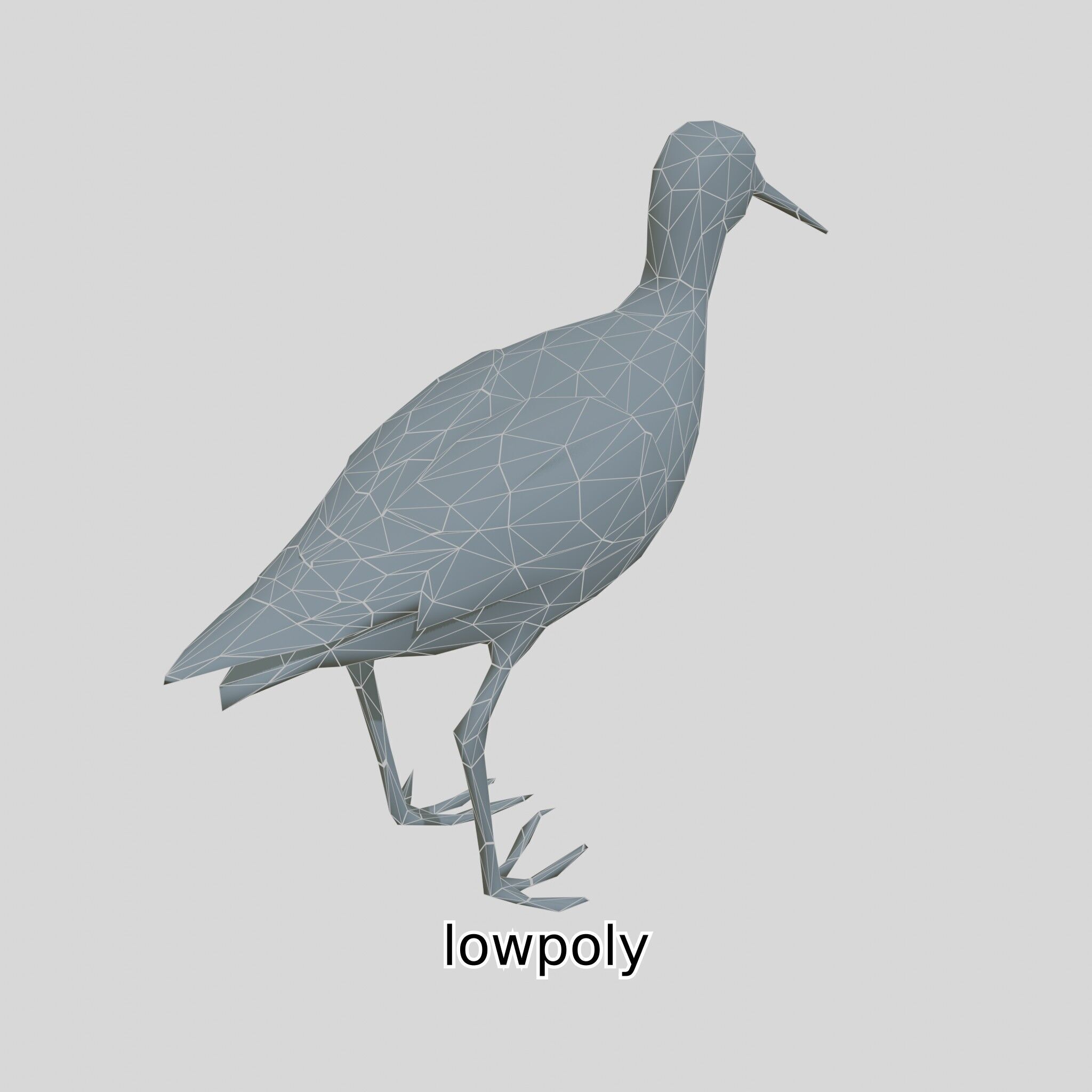 Realistic Painted-Snipe Bird 3D Model Low-poly 3D model_41