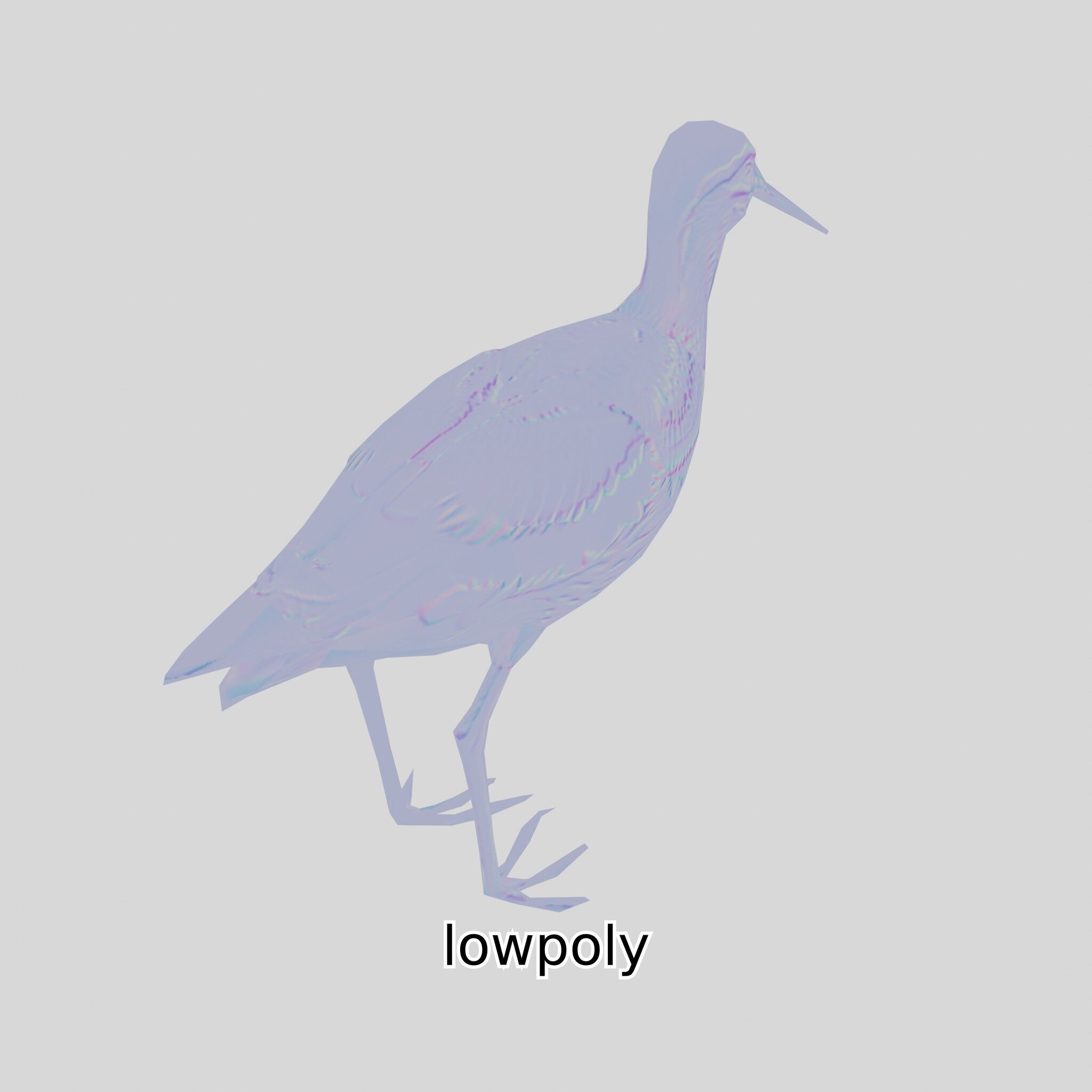 Realistic Painted-Snipe Bird 3D Model Low-poly 3D model_4