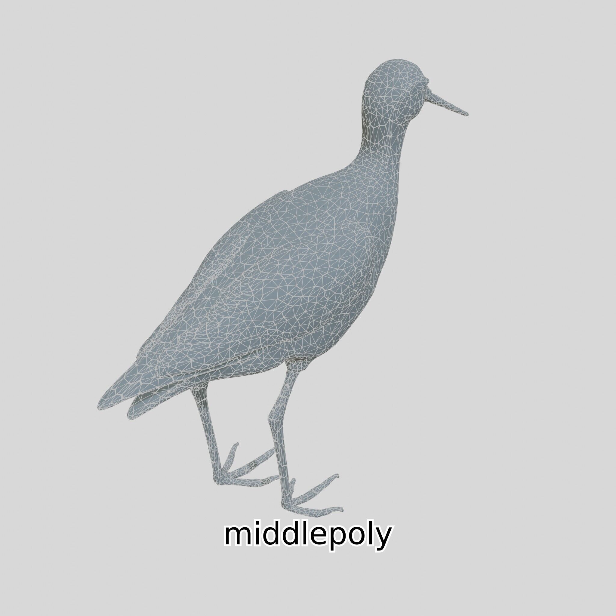 Realistic Painted-Snipe Bird 3D Model Low-poly 3D model_14