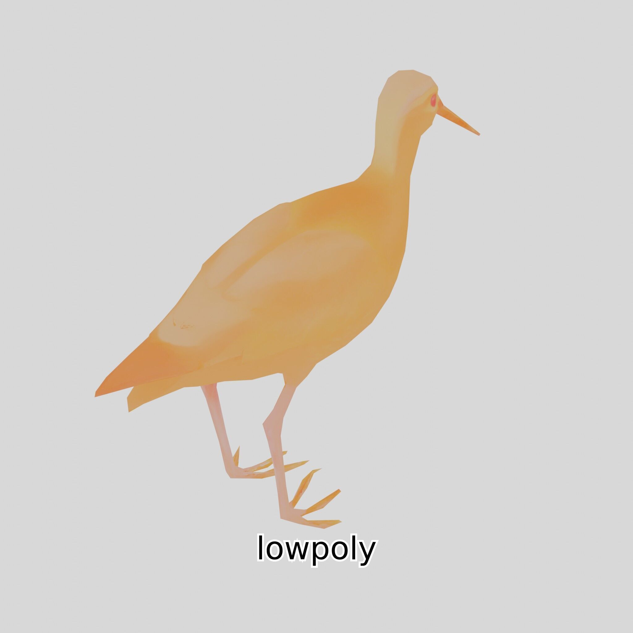 Realistic Painted-Snipe Bird 3D Model Low-poly 3D model_5