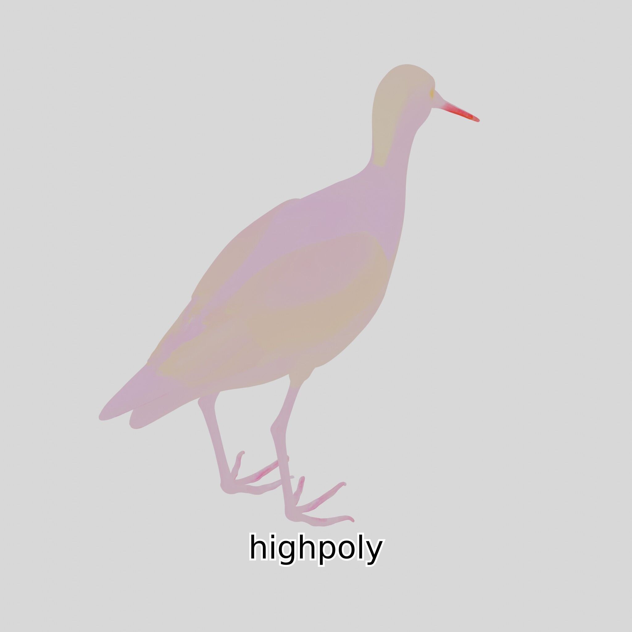 Realistic Painted-Snipe Bird 3D Model Low-poly 3D model_36