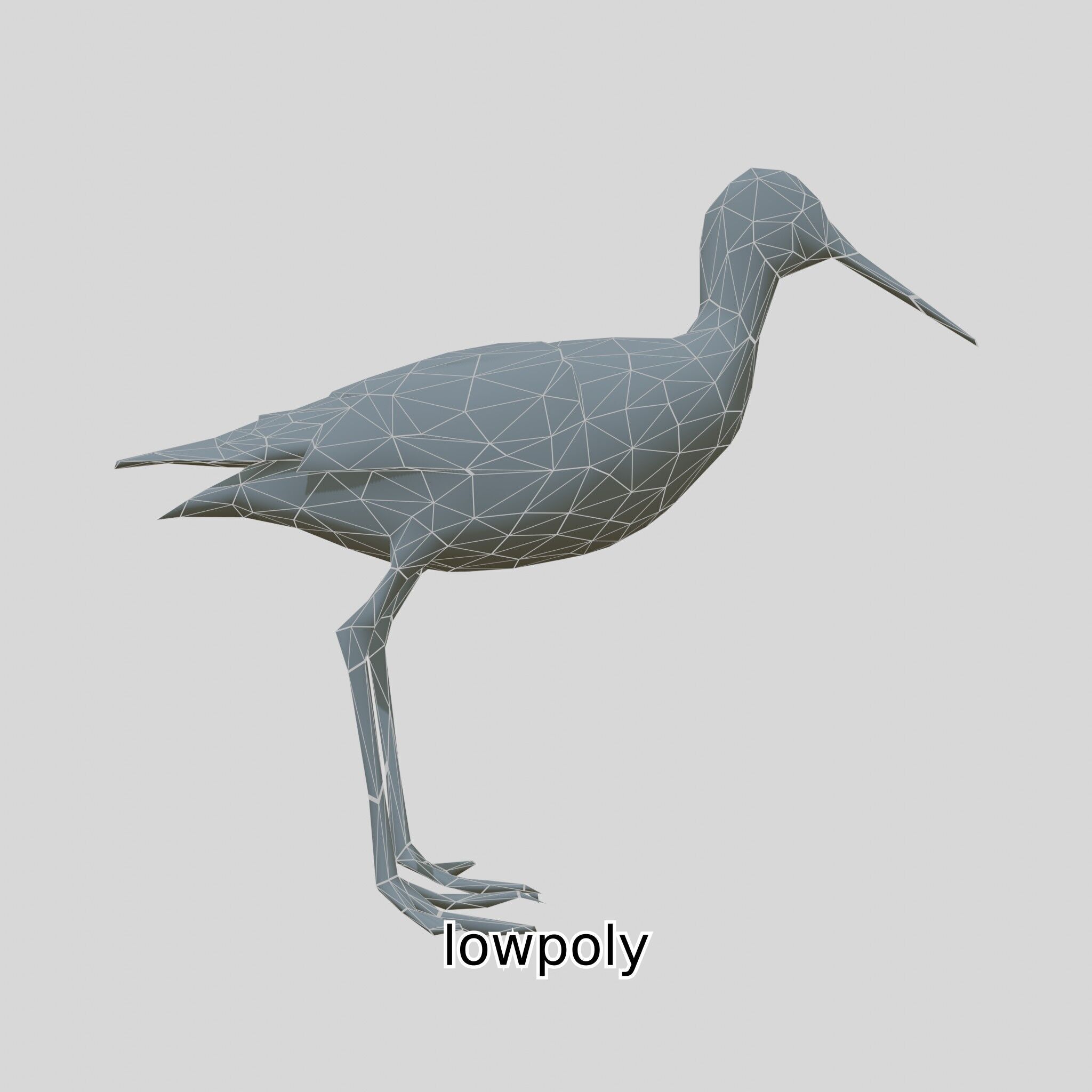 Realistic Painted-Snipe Bird 3D Model Low-poly 3D model_39