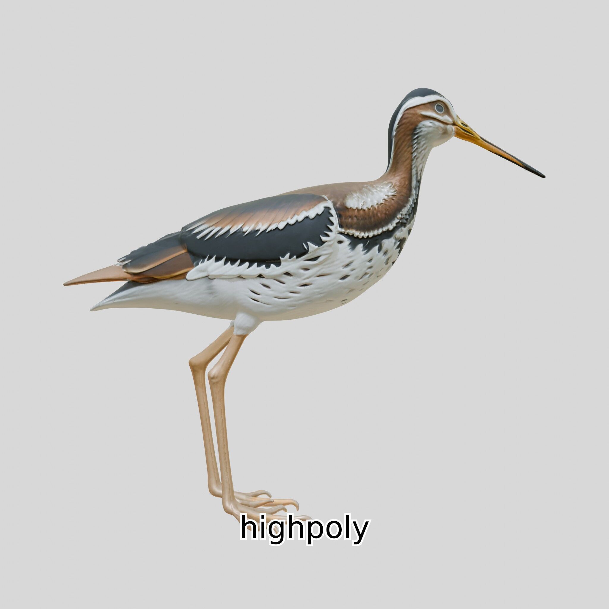 Realistic Painted-Snipe Bird 3D Model Low-poly 3D model_26