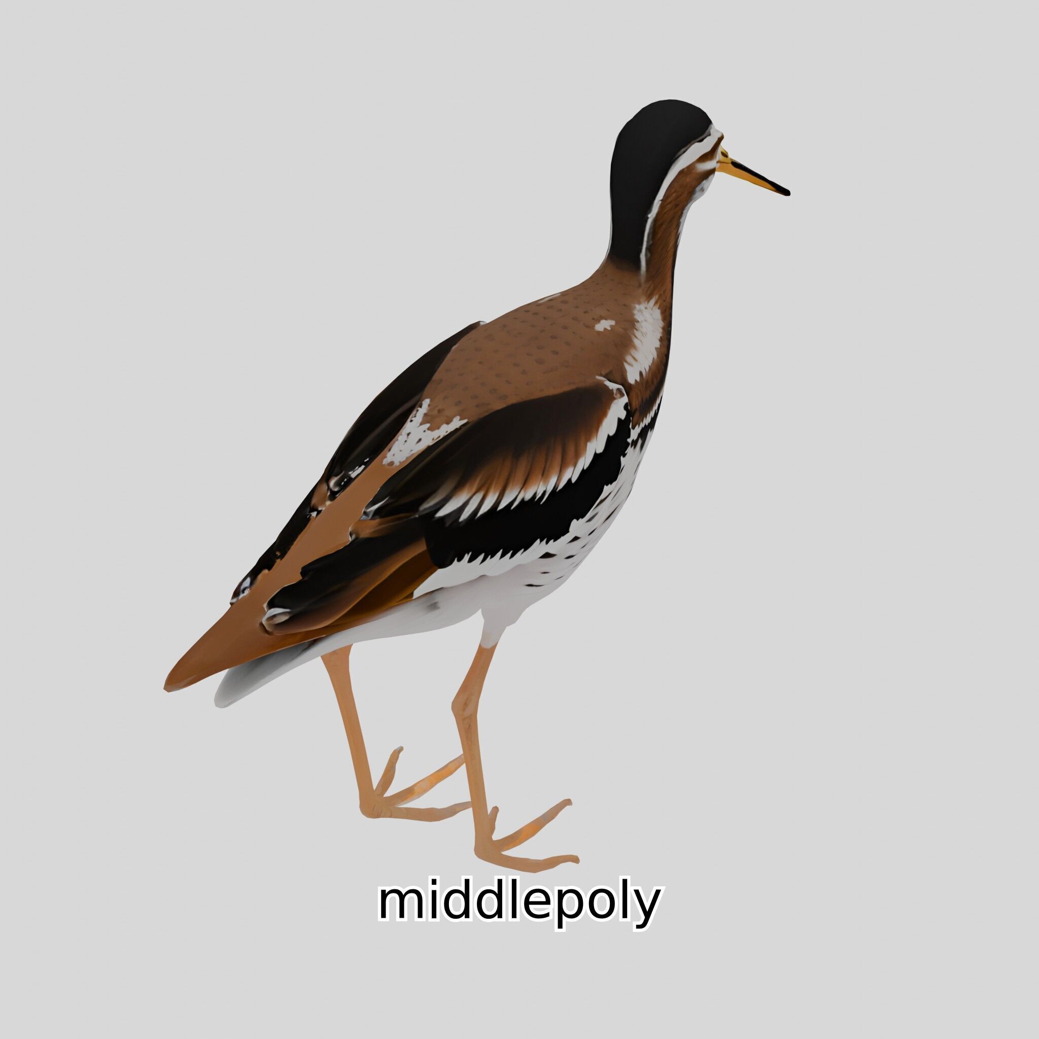Realistic Painted-Snipe Bird 3D Model Low-poly 3D model_18