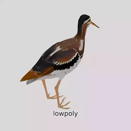 Realistic Painted-Snipe Bird 3D Model Low-poly 3D model