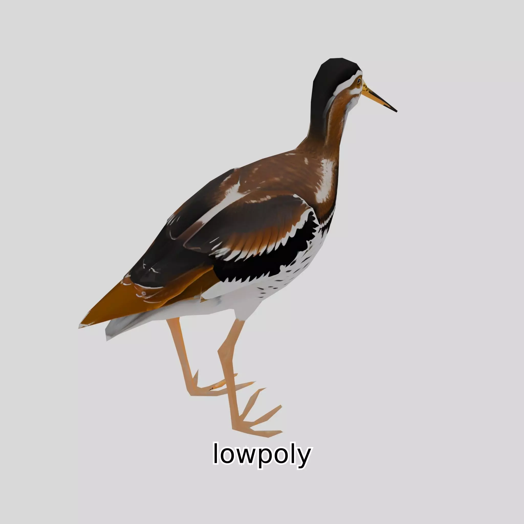 Realistic Painted-Snipe Bird 3D Model Low-poly 3D model_0