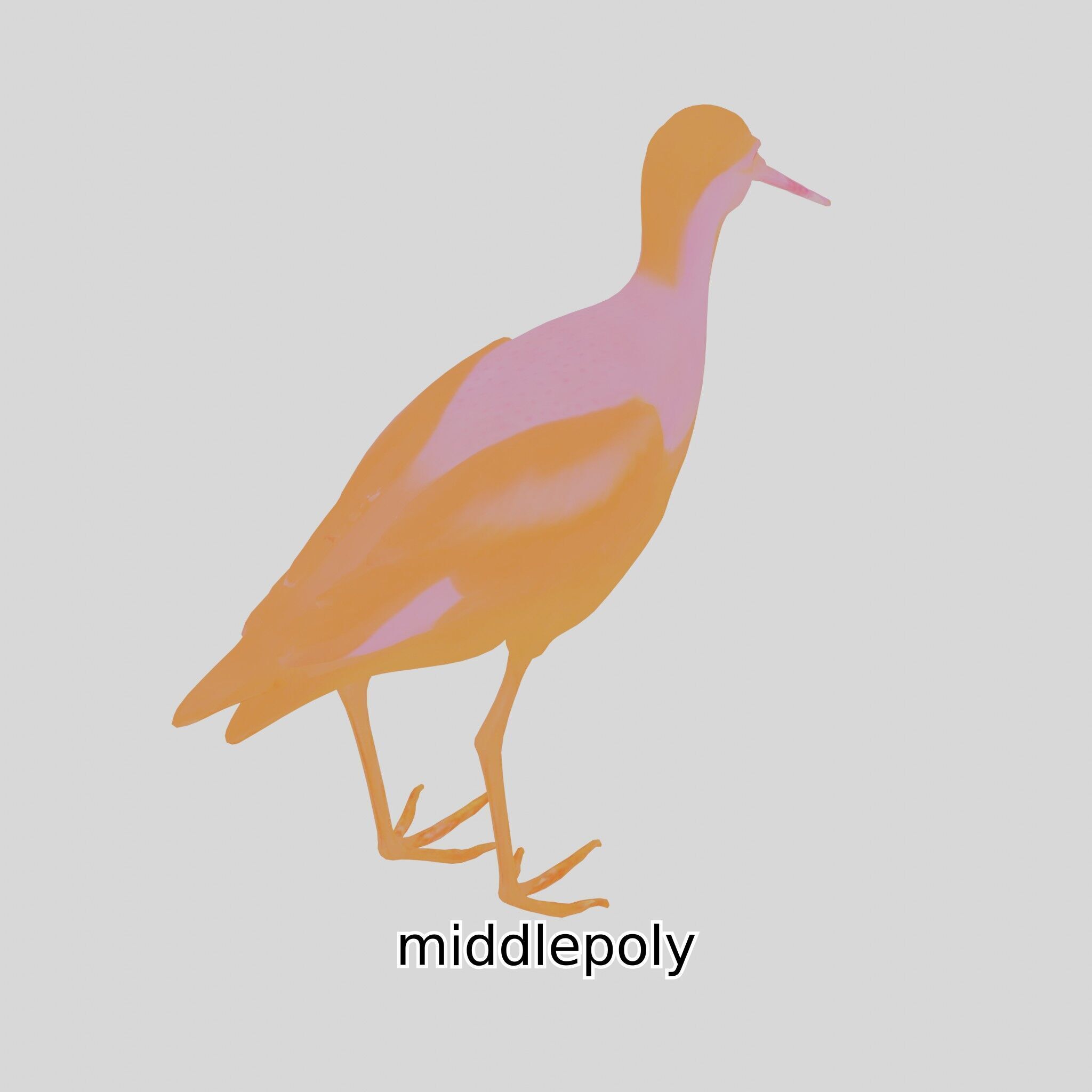 Realistic Painted-Snipe Bird 3D Model Low-poly 3D model_20