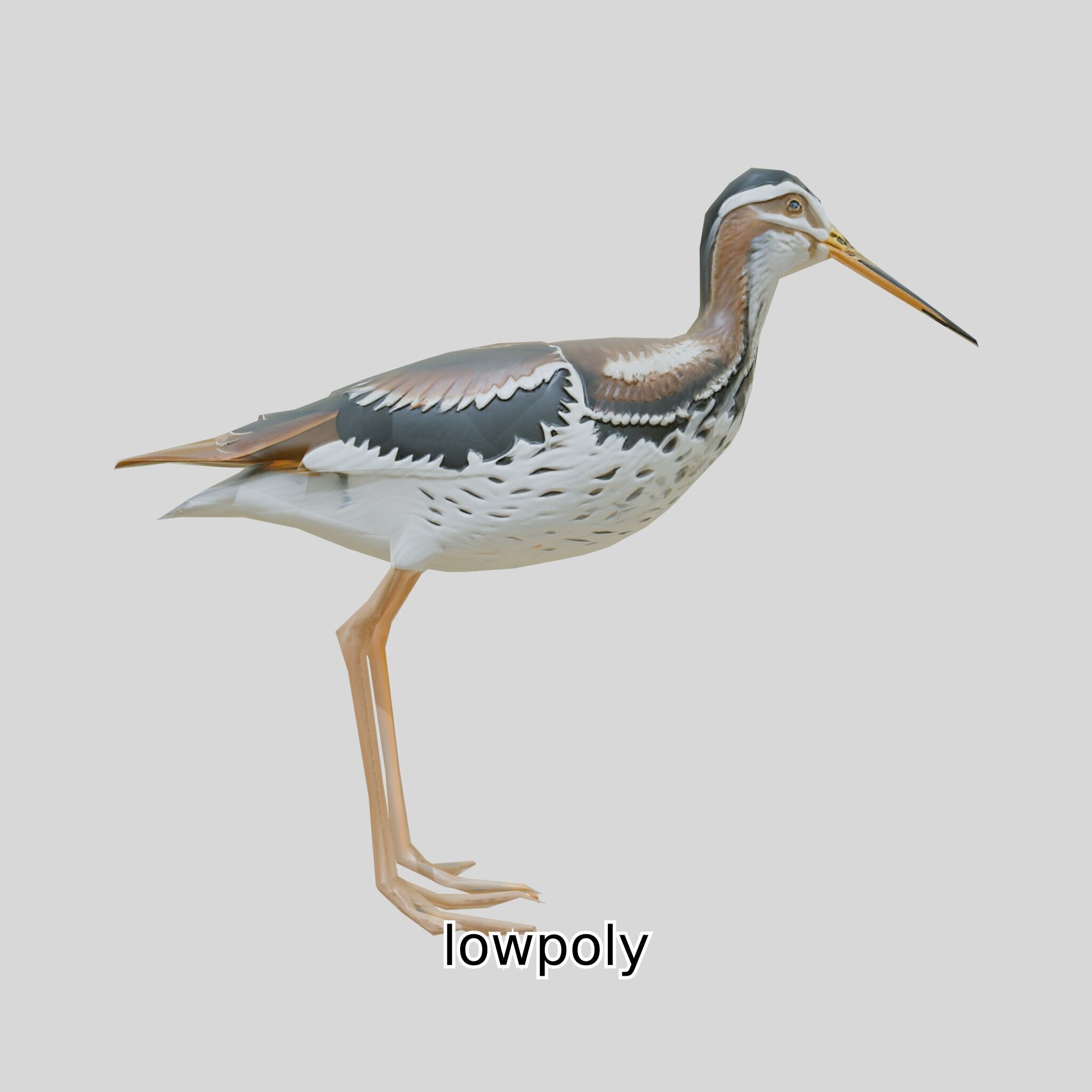 Realistic Painted-Snipe Bird 3D Model Low-poly 3D model_22