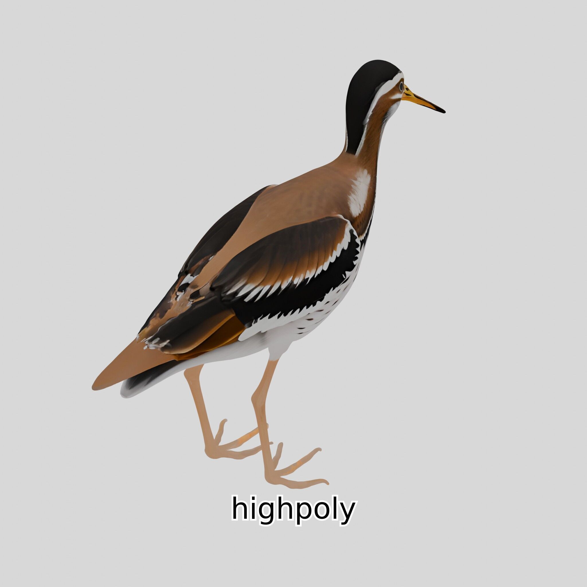 Realistic Painted-Snipe Bird 3D Model Low-poly 3D model_34