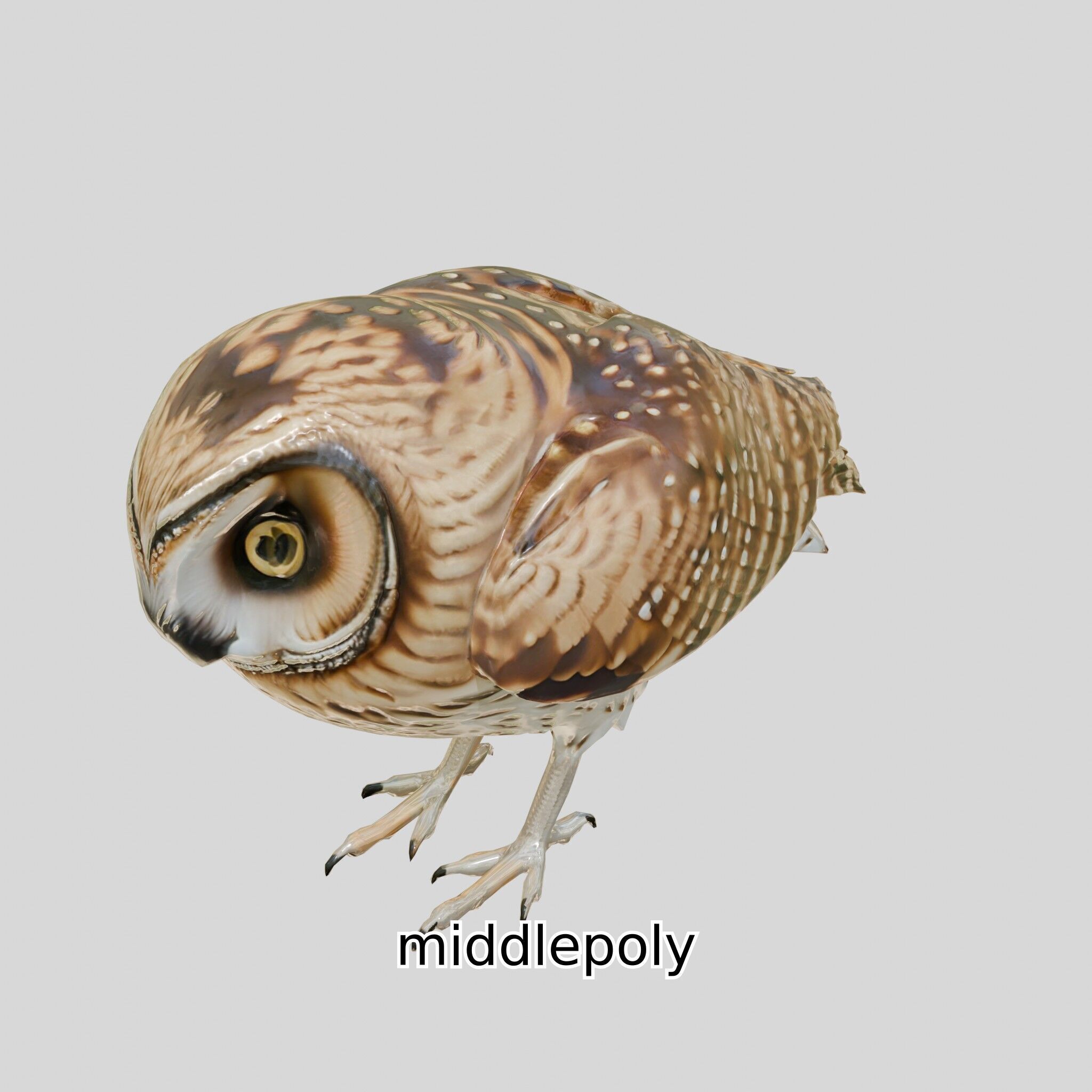 Realistic Owl Bird Model for Animation and Gaming Low-poly 3D model_9
