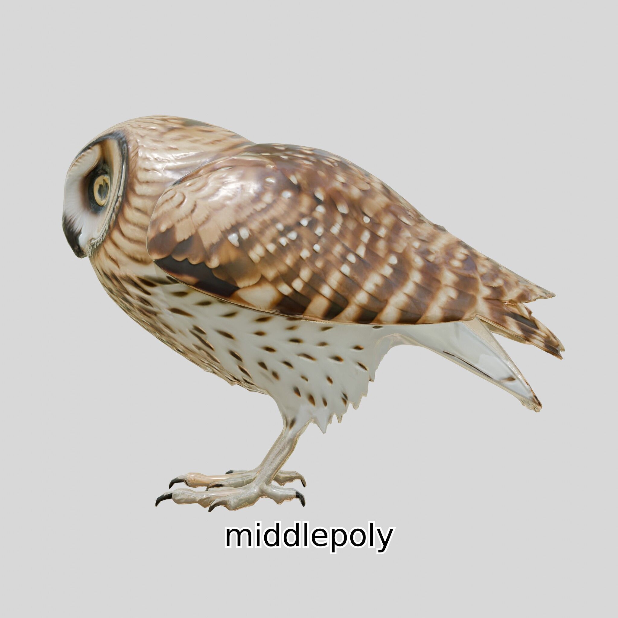 Realistic Owl Bird Model for Animation and Gaming Low-poly 3D model_7