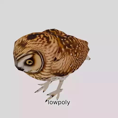Realistic Owl Bird Model for Animation and Gaming Low-poly 3D model