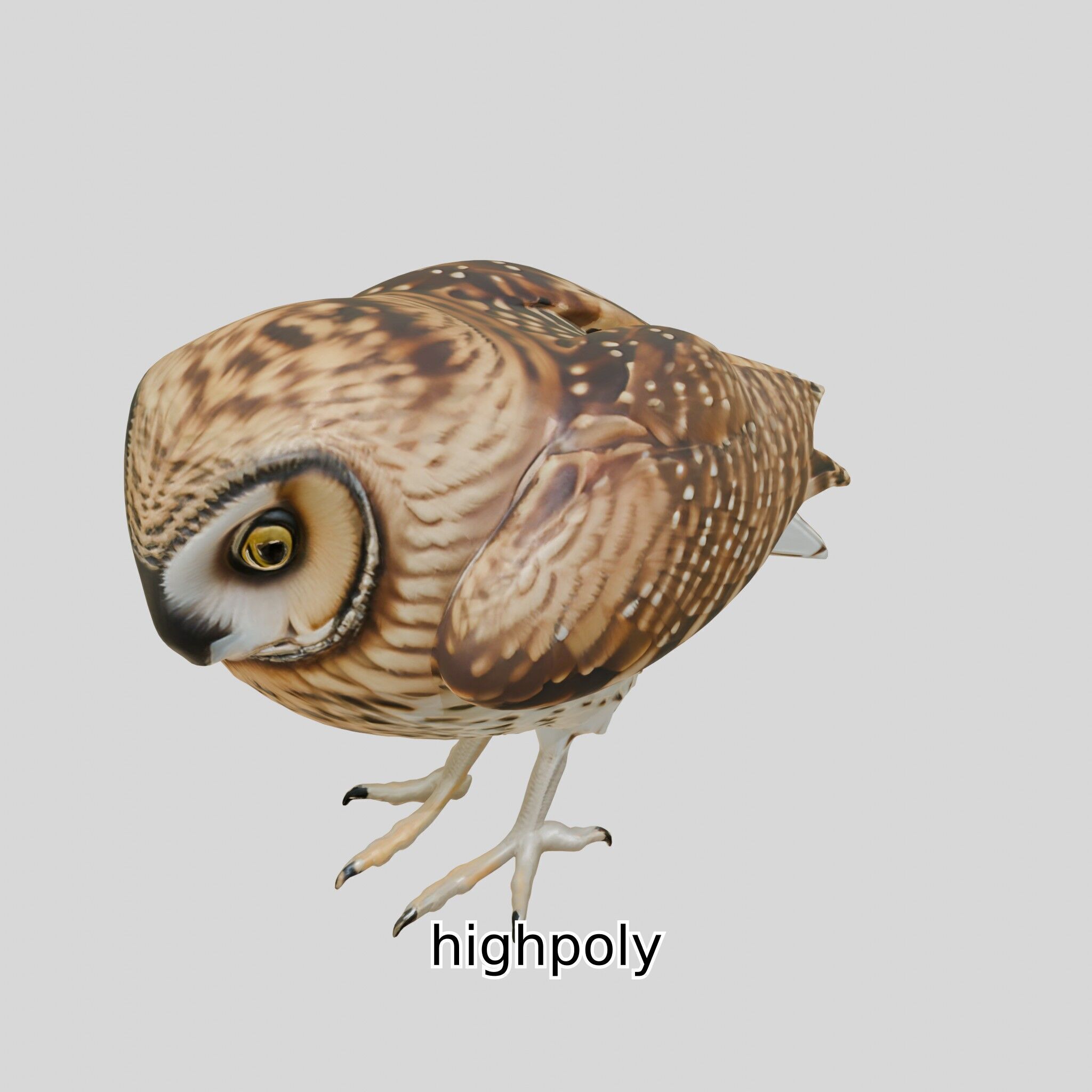 Realistic Owl Bird Model for Animation and Gaming Low-poly 3D model_25
