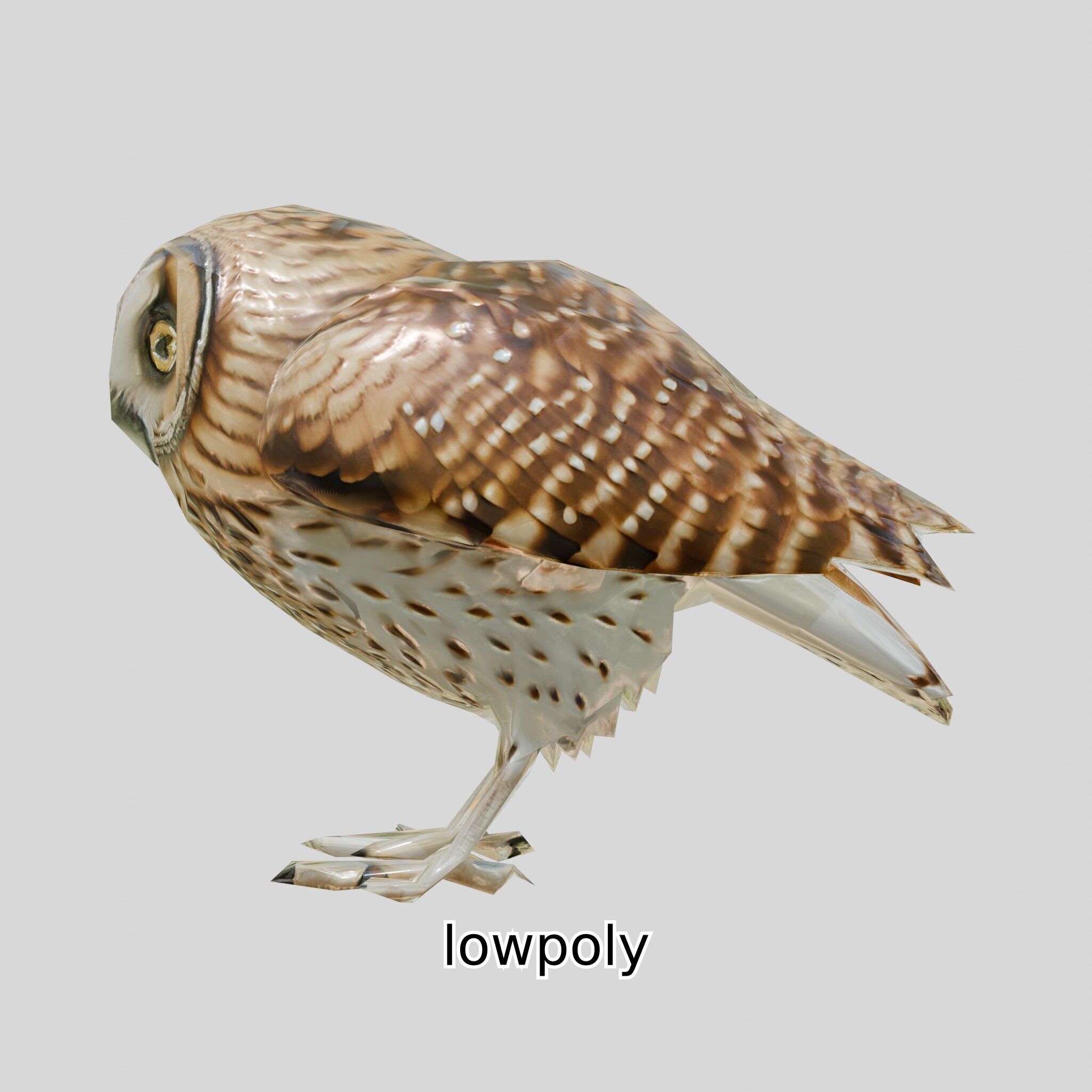 Realistic Owl Bird Model for Animation and Gaming Low-poly 3D model_22