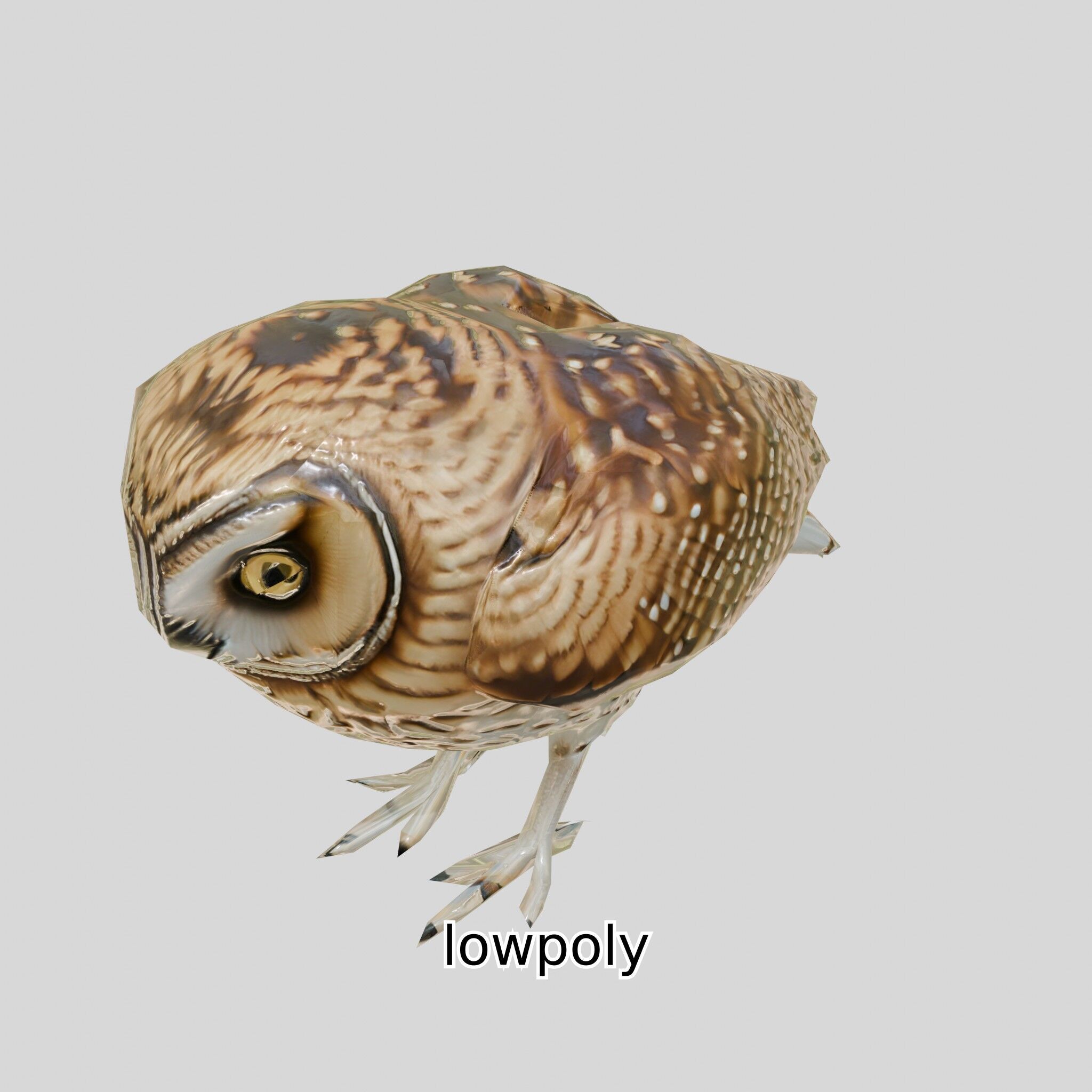Realistic Owl Bird Model for Animation and Gaming Low-poly 3D model_37