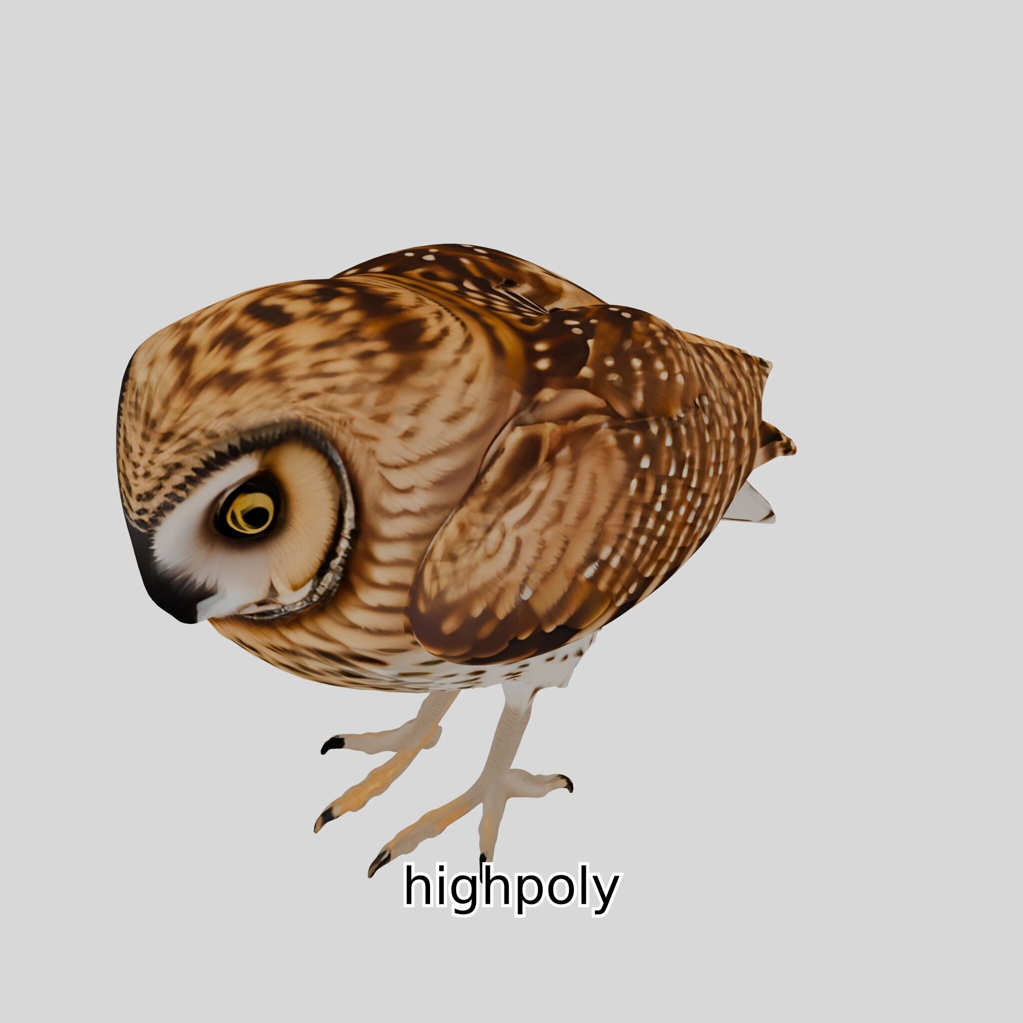 Realistic Owl Bird Model for Animation and Gaming Low-poly 3D model_36
