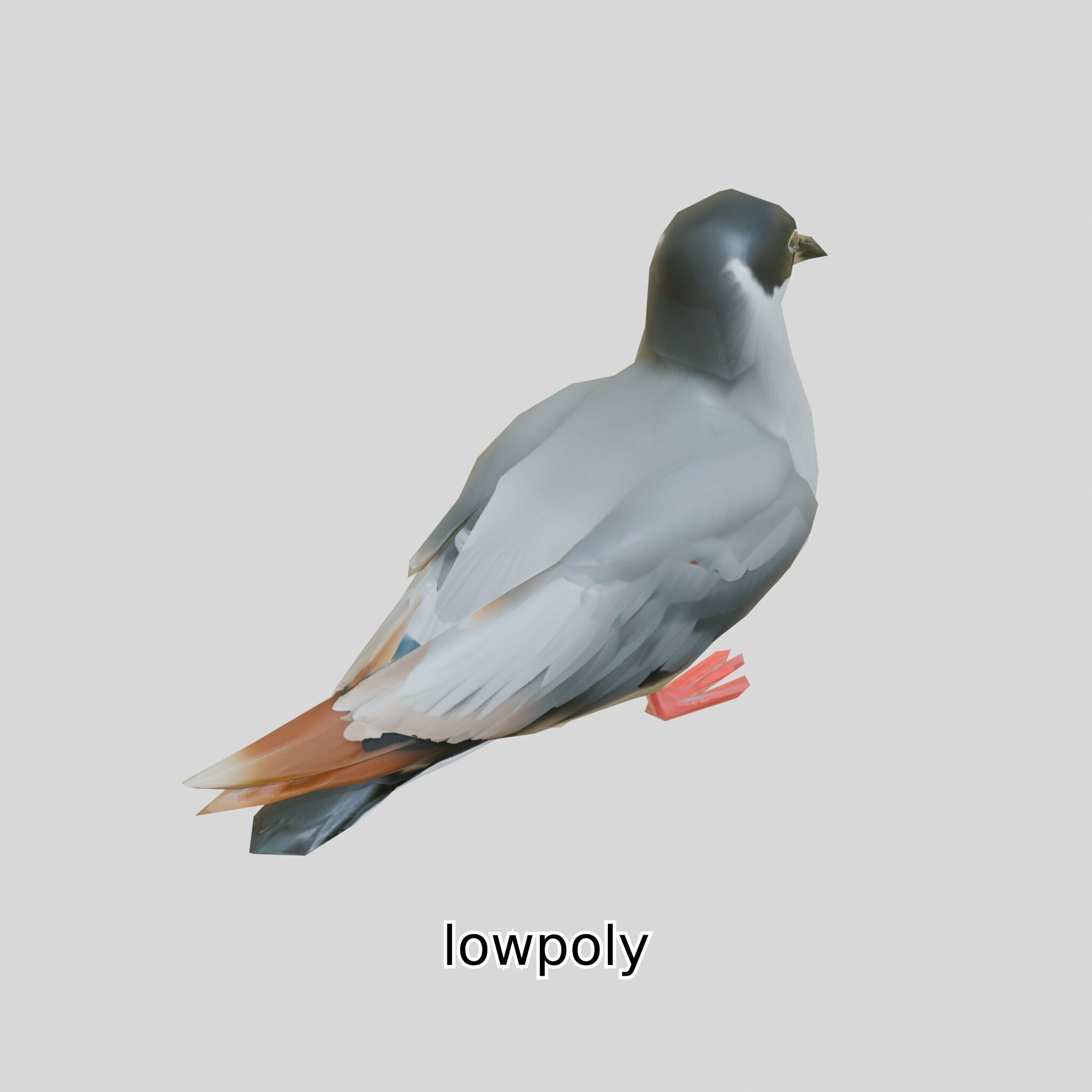 3D Realistic Seagull Bird Model with PBR Textures Low-poly 3D model_37