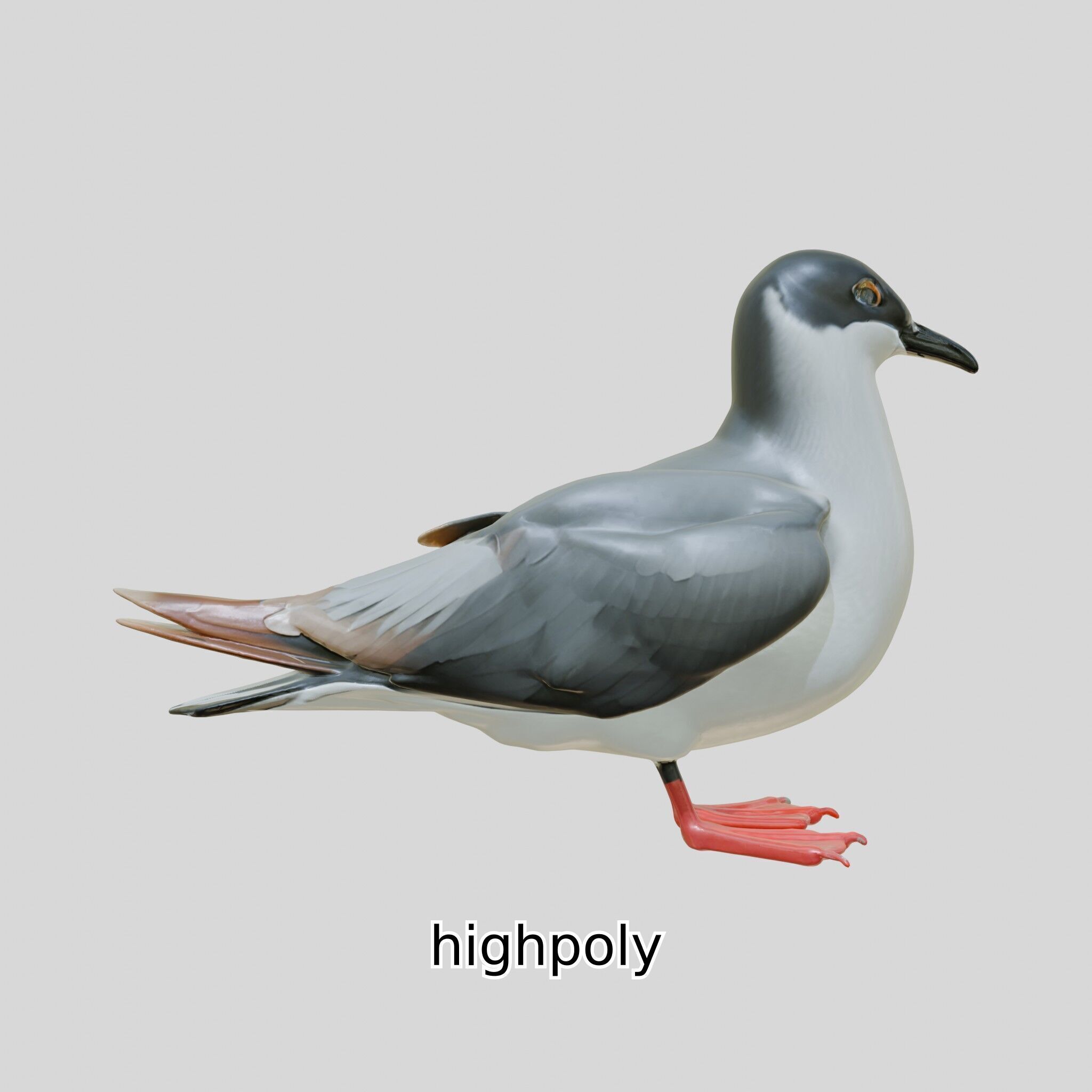 3D Realistic Seagull Bird Model with PBR Textures Low-poly 3D model_23