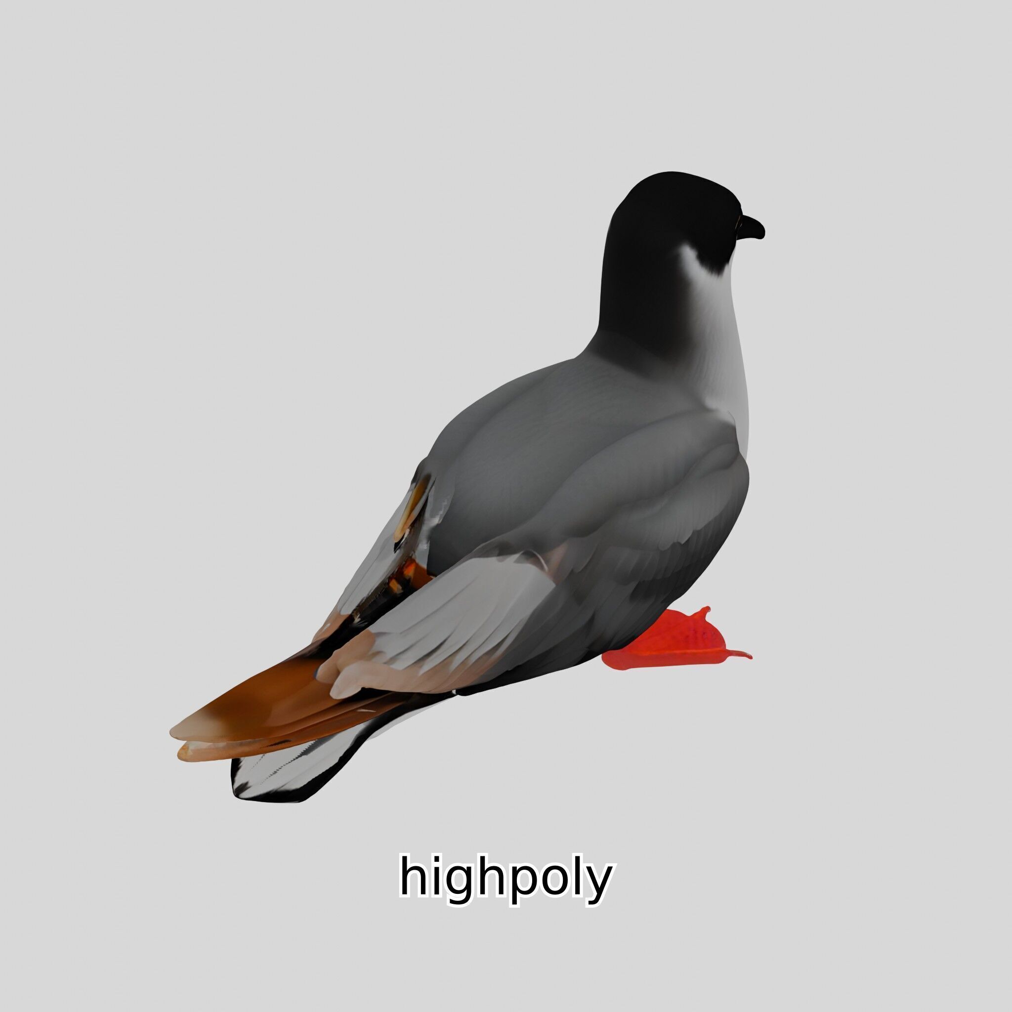 3D Realistic Seagull Bird Model with PBR Textures Low-poly 3D model_30