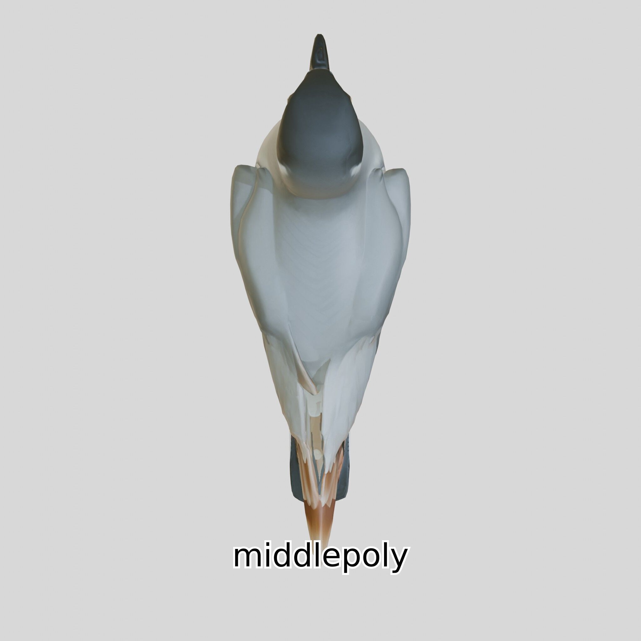 3D Realistic Seagull Bird Model with PBR Textures Low-poly 3D model_6