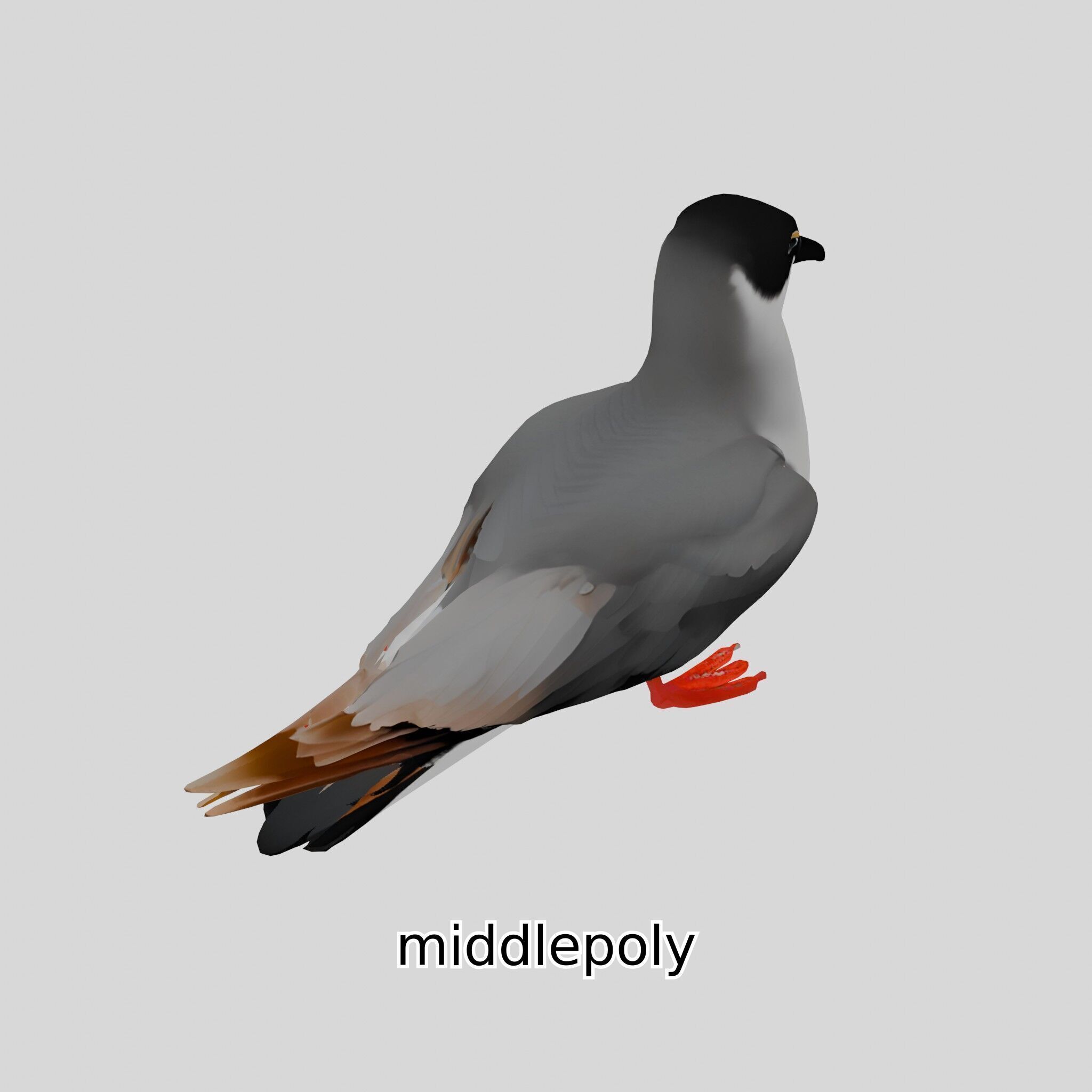 3D Realistic Seagull Bird Model with PBR Textures Low-poly 3D model_16