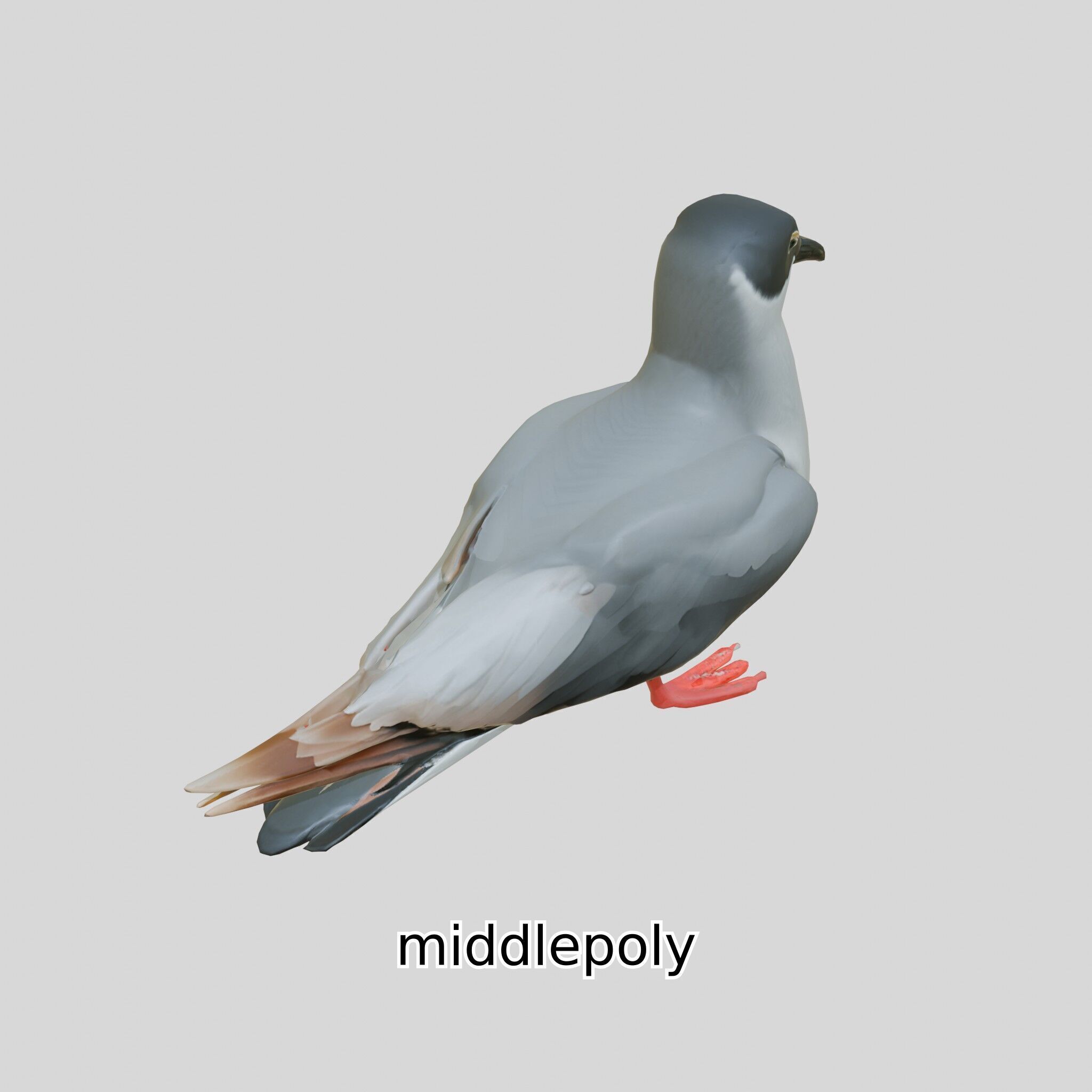 3D Realistic Seagull Bird Model with PBR Textures Low-poly 3D model_9
