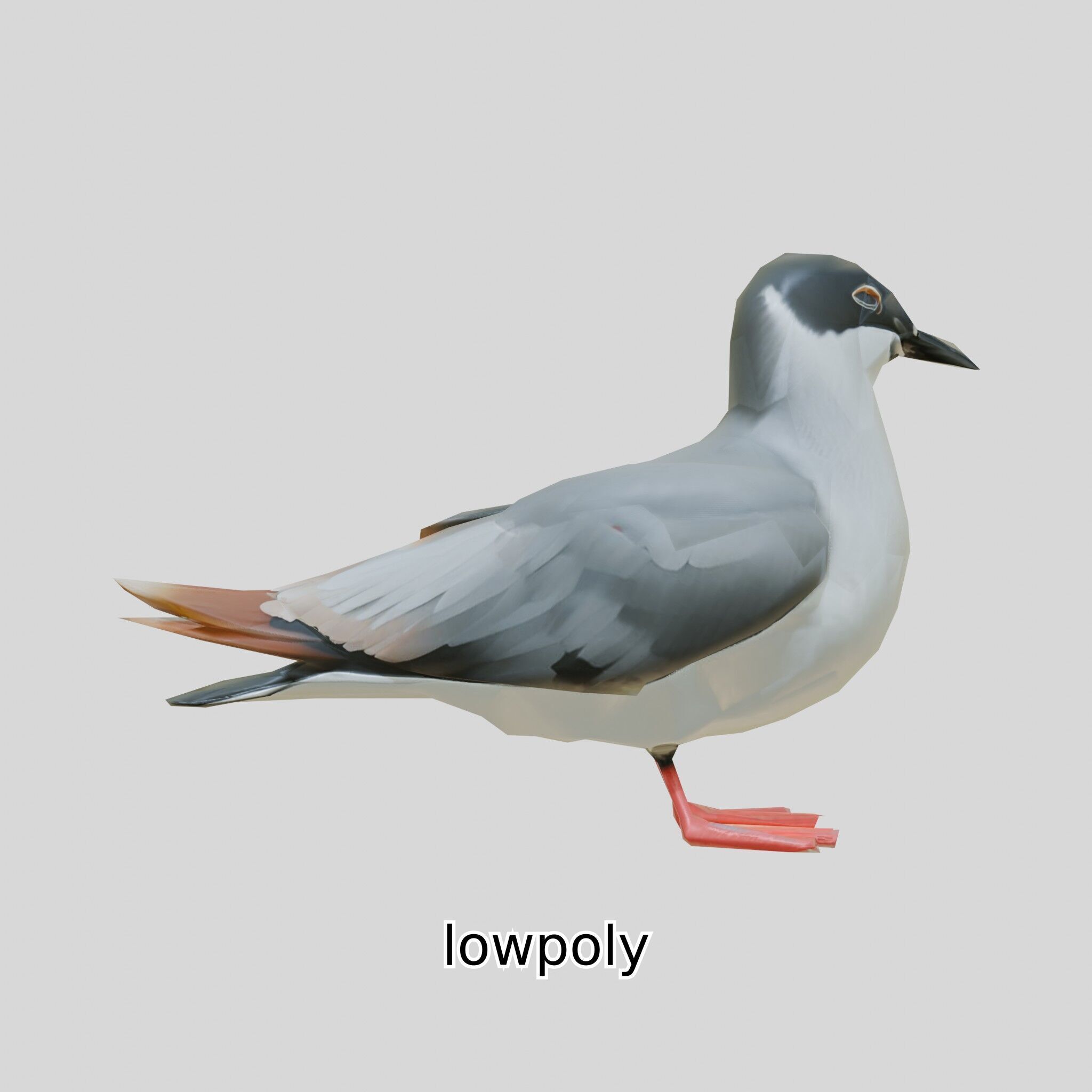 3D Realistic Seagull Bird Model with PBR Textures Low-poly 3D model_22