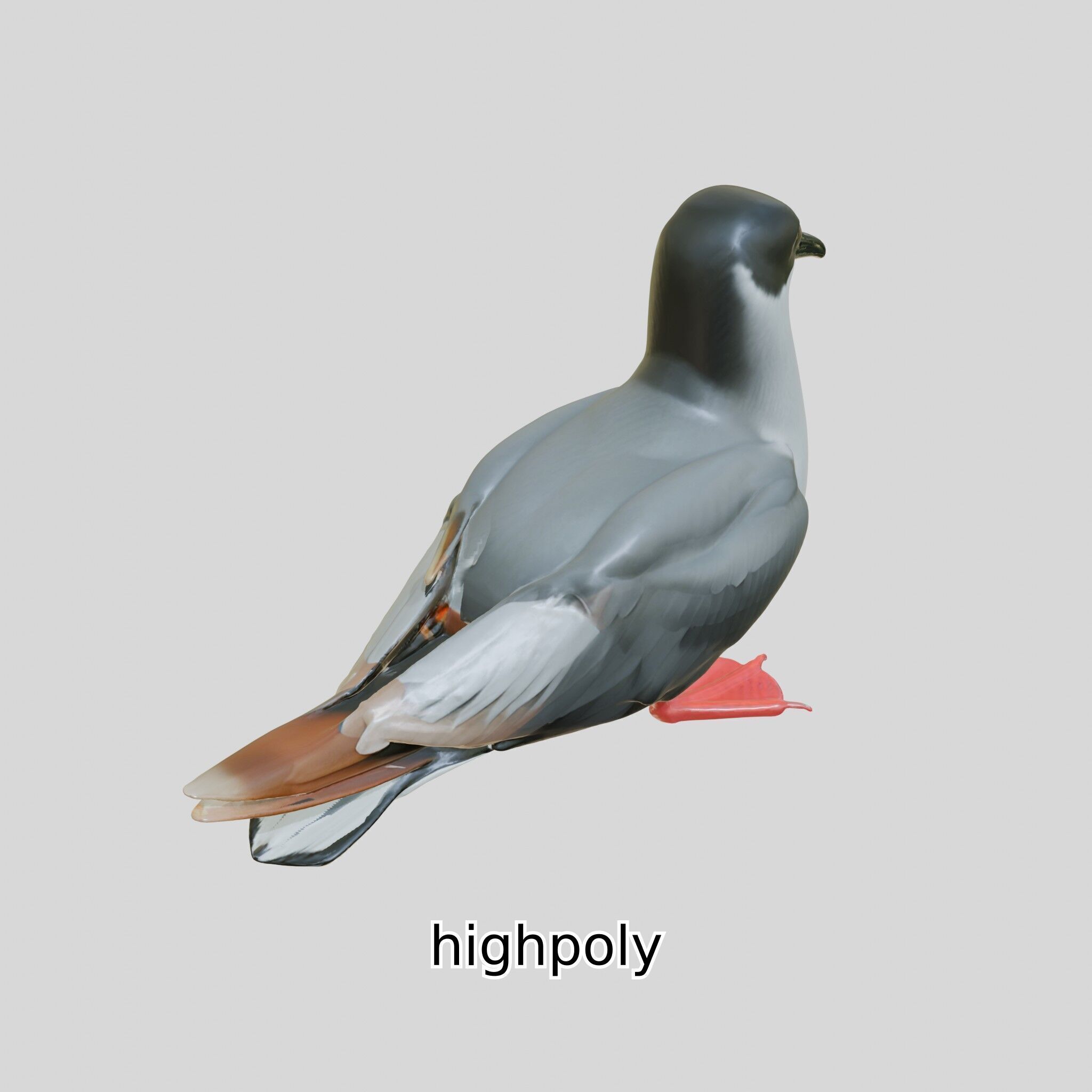 3D Realistic Seagull Bird Model with PBR Textures Low-poly 3D model_25