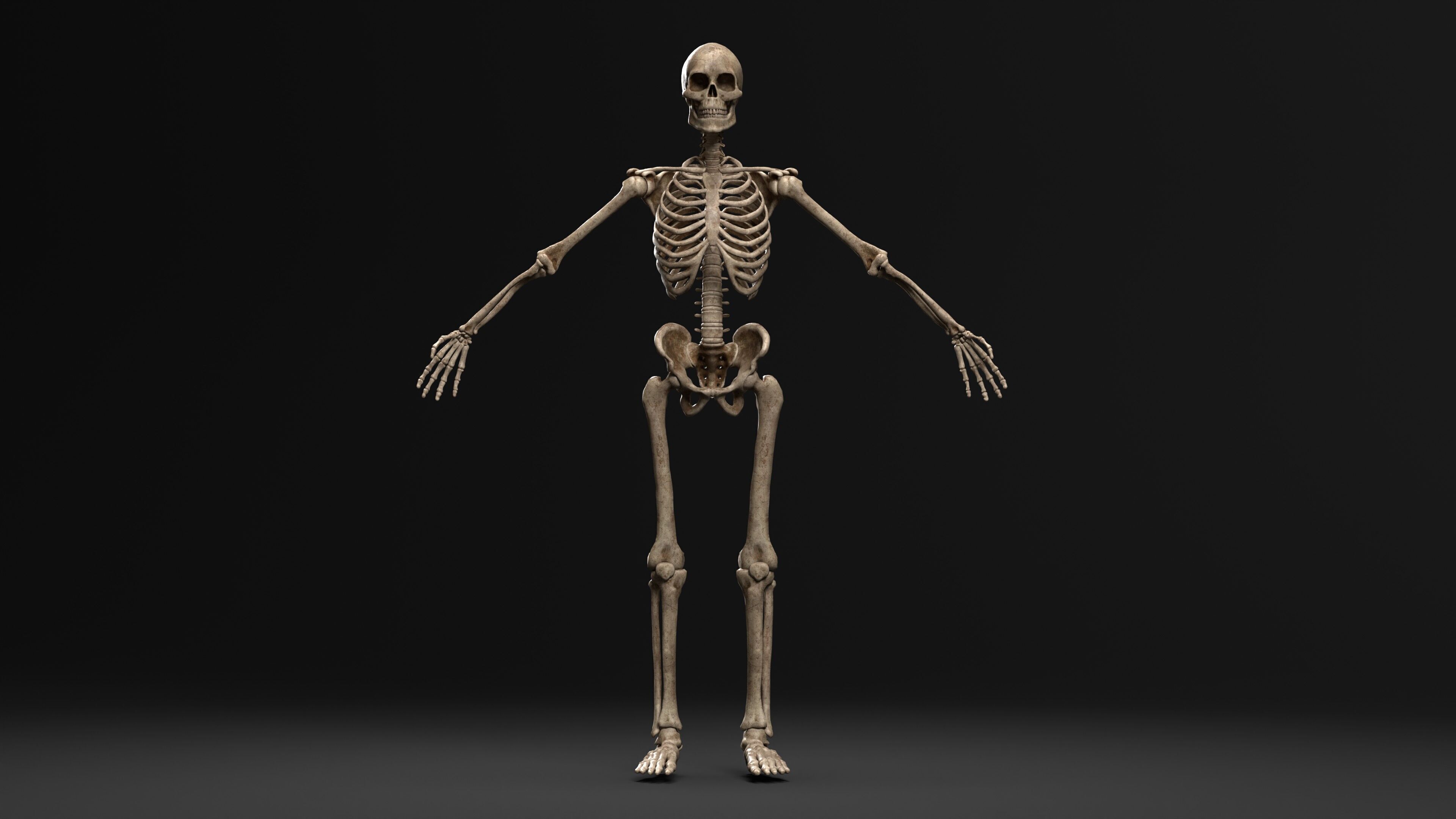 Human Skeleton  PBR textured 3D model_3
