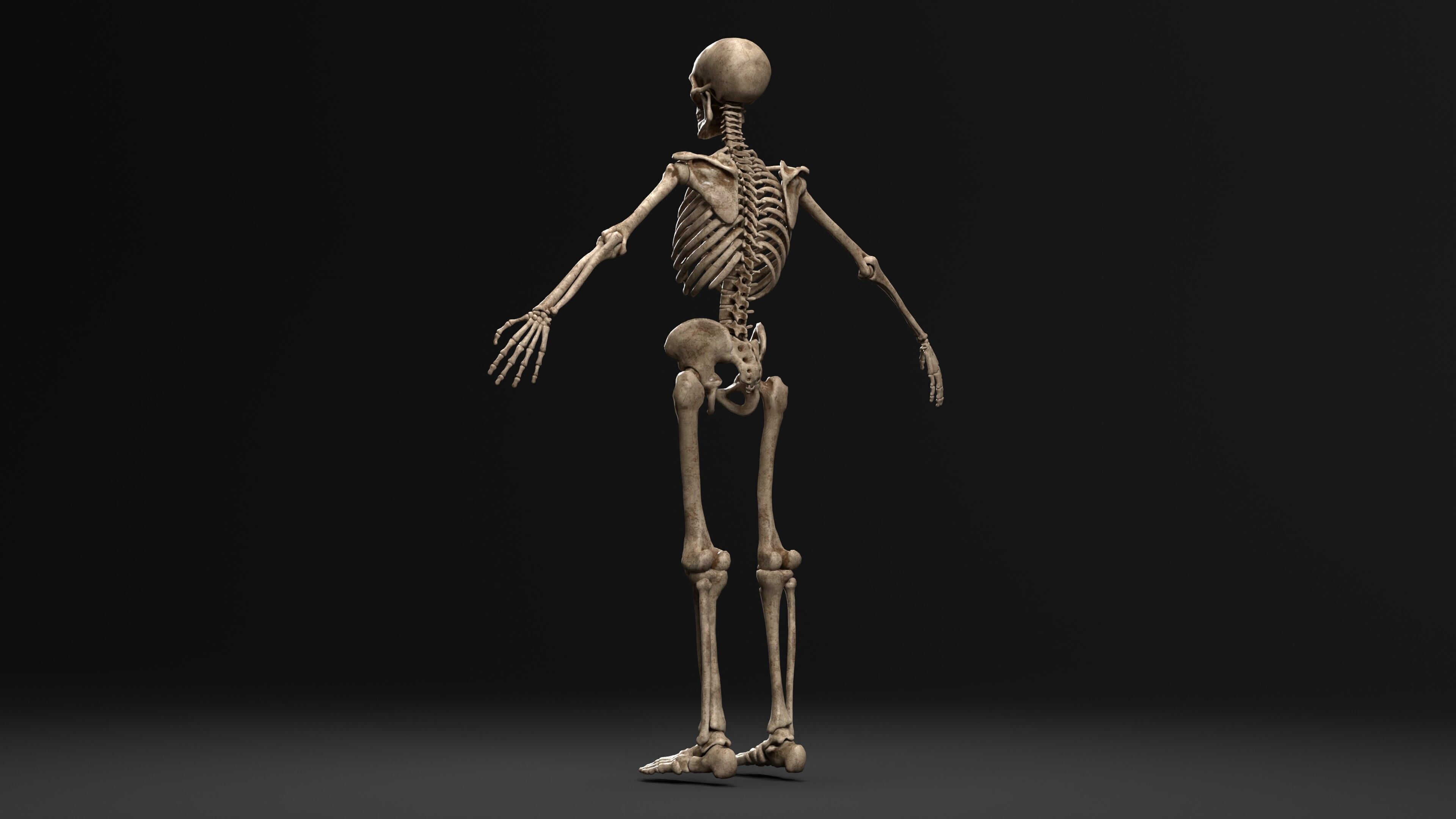 Human Skeleton  PBR textured 3D model_10