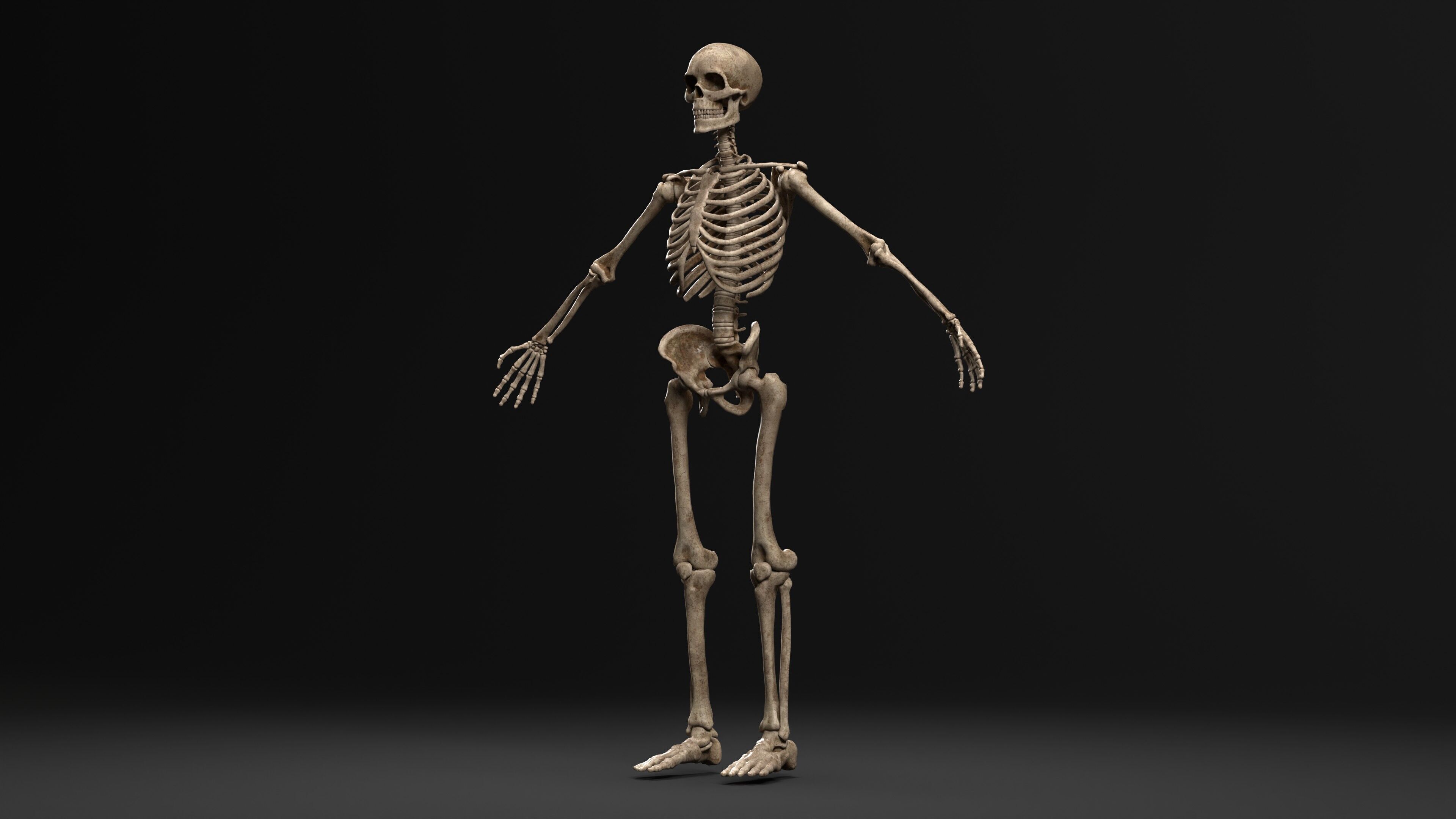 Human Skeleton  PBR textured 3D model_13