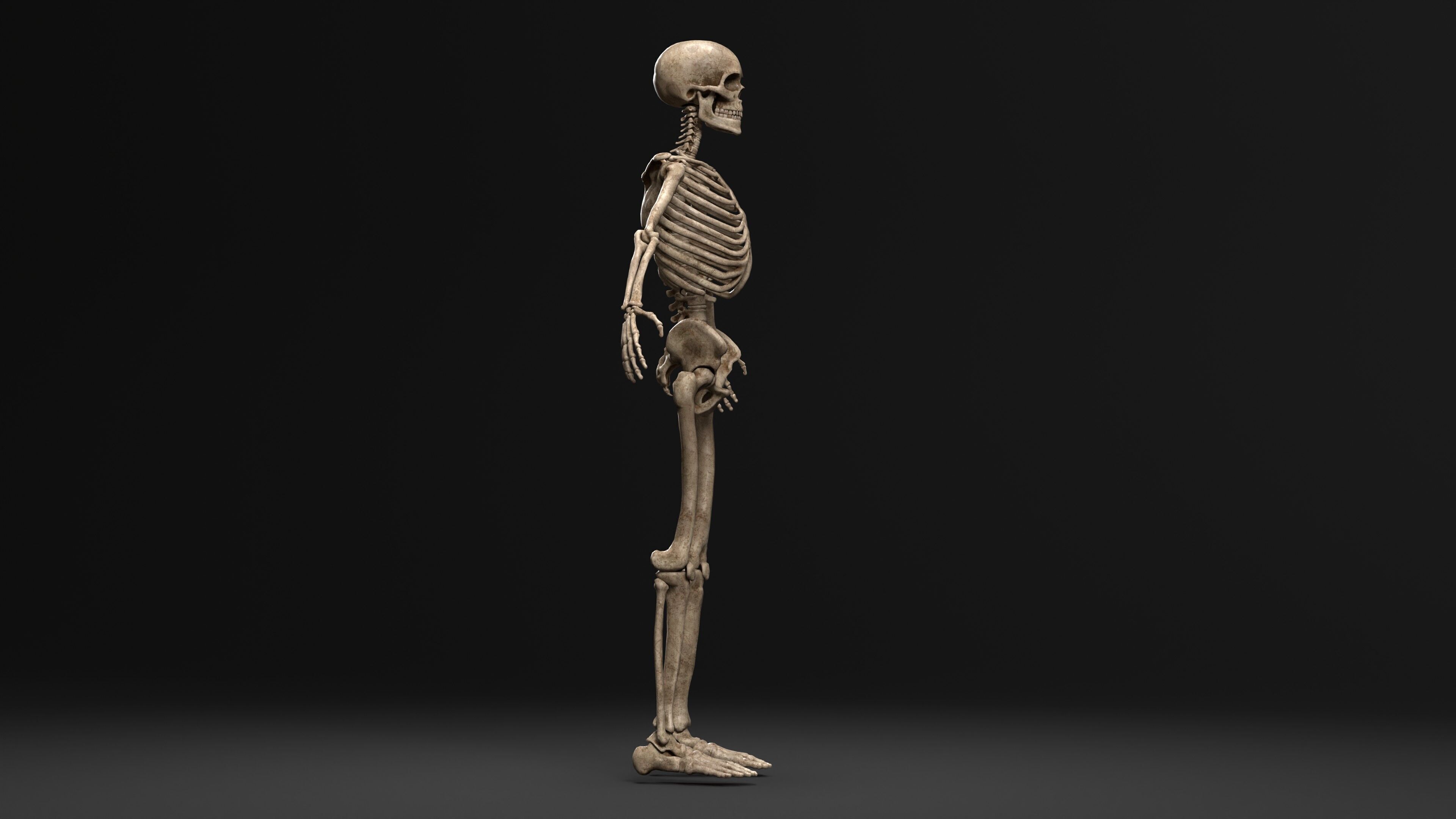 Human Skeleton  PBR textured 3D model_7