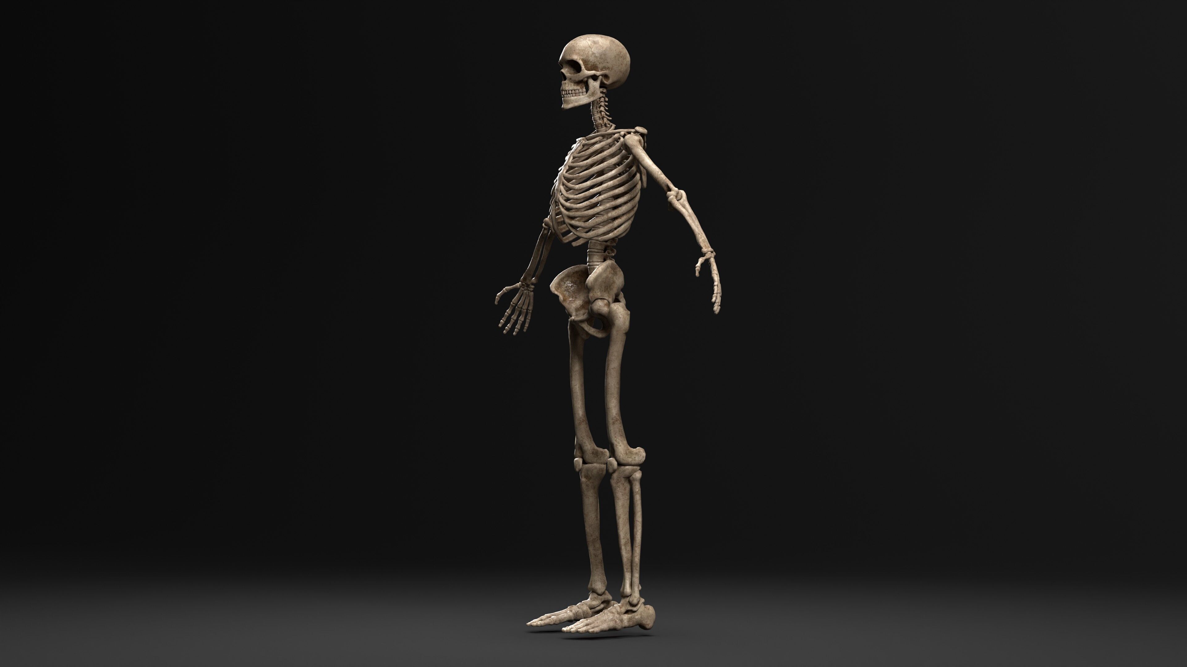 Human Skeleton  PBR textured 3D model_12