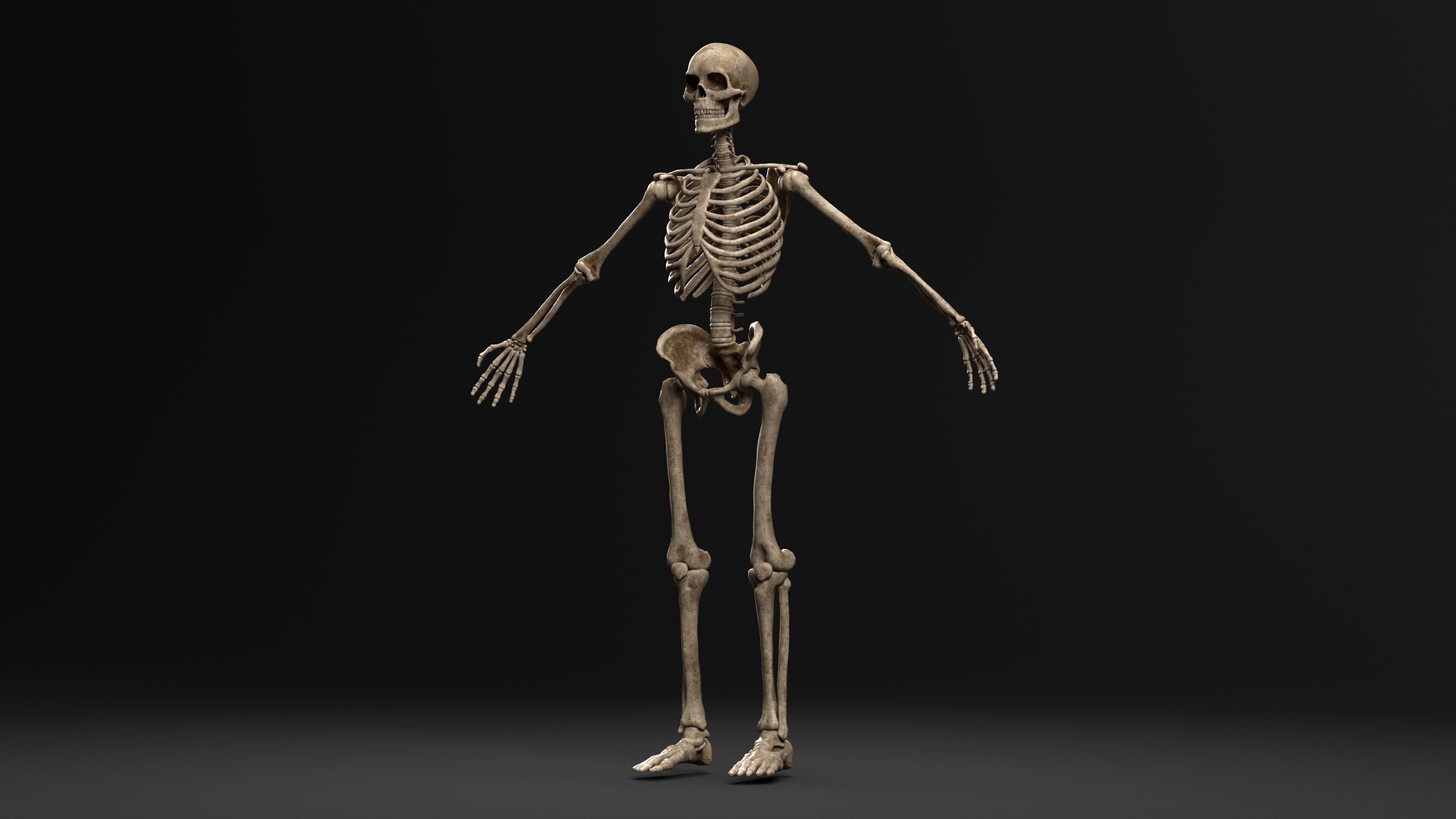 Human Skeleton  PBR textured 3D model_14