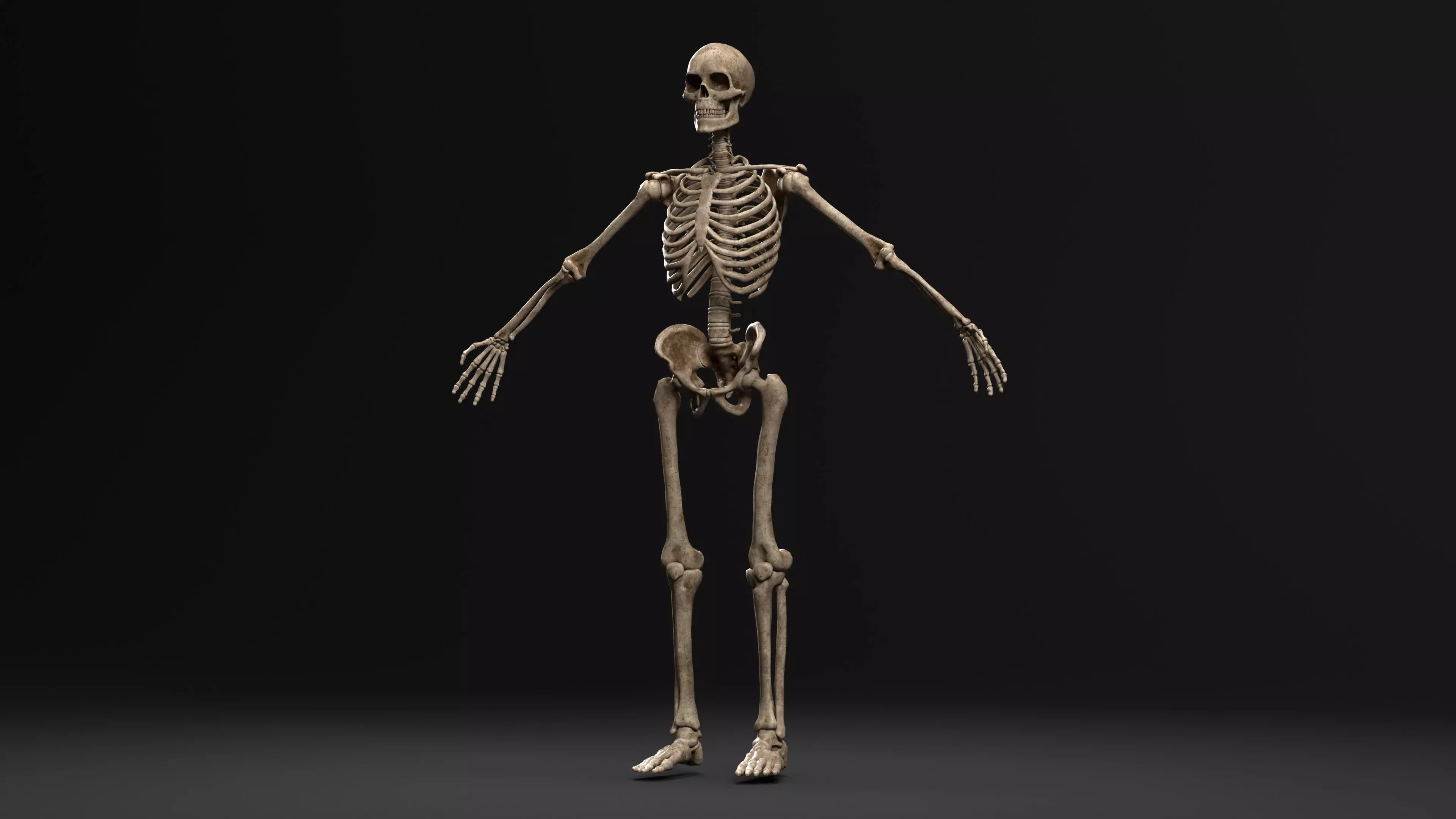 Human Skeleton  PBR textured 3D model_0