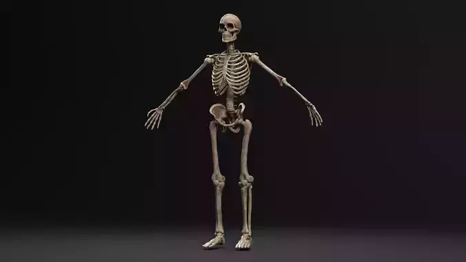 Human Skeleton  PBR textured