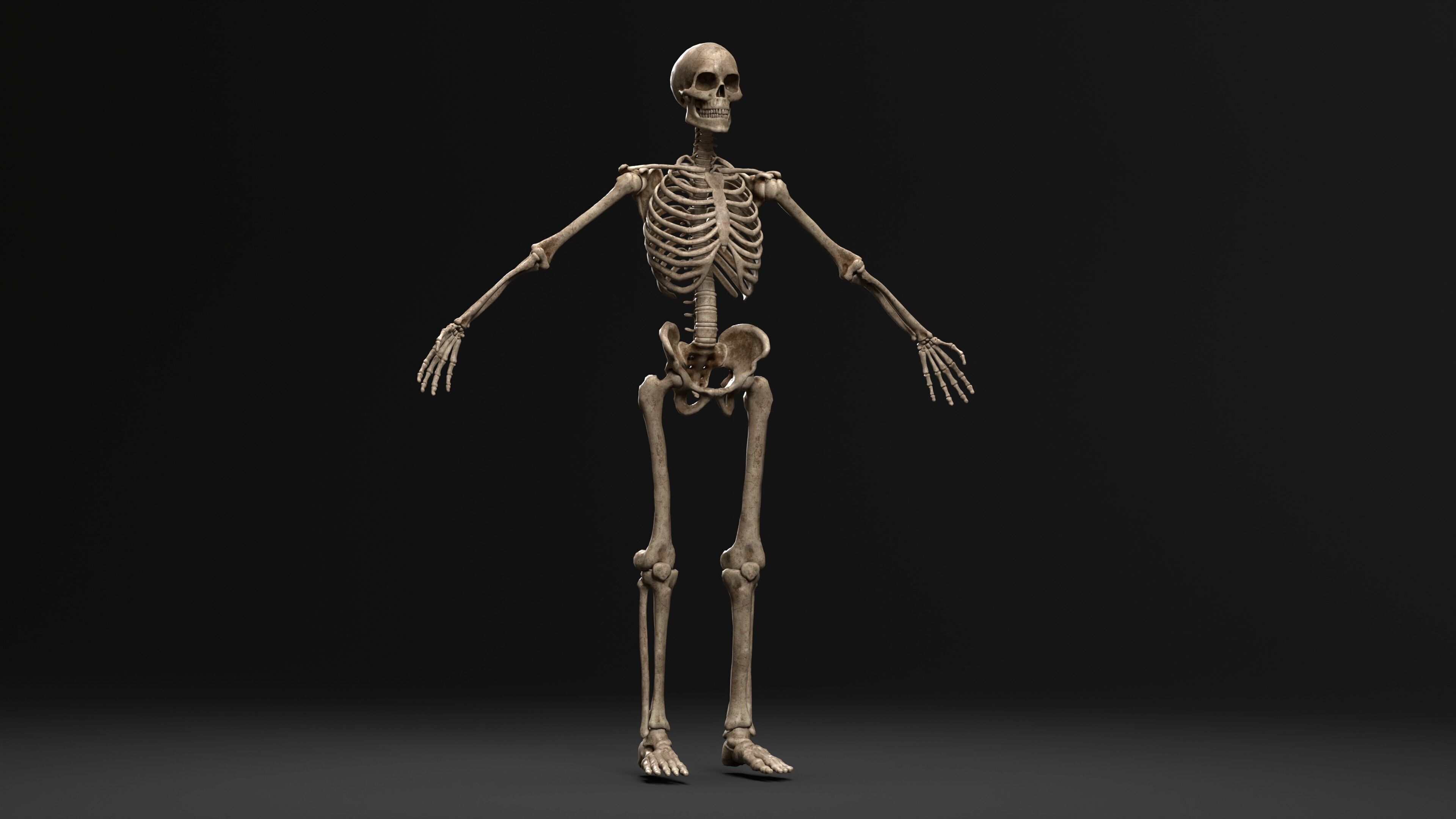 Human Skeleton  PBR textured 3D model_5