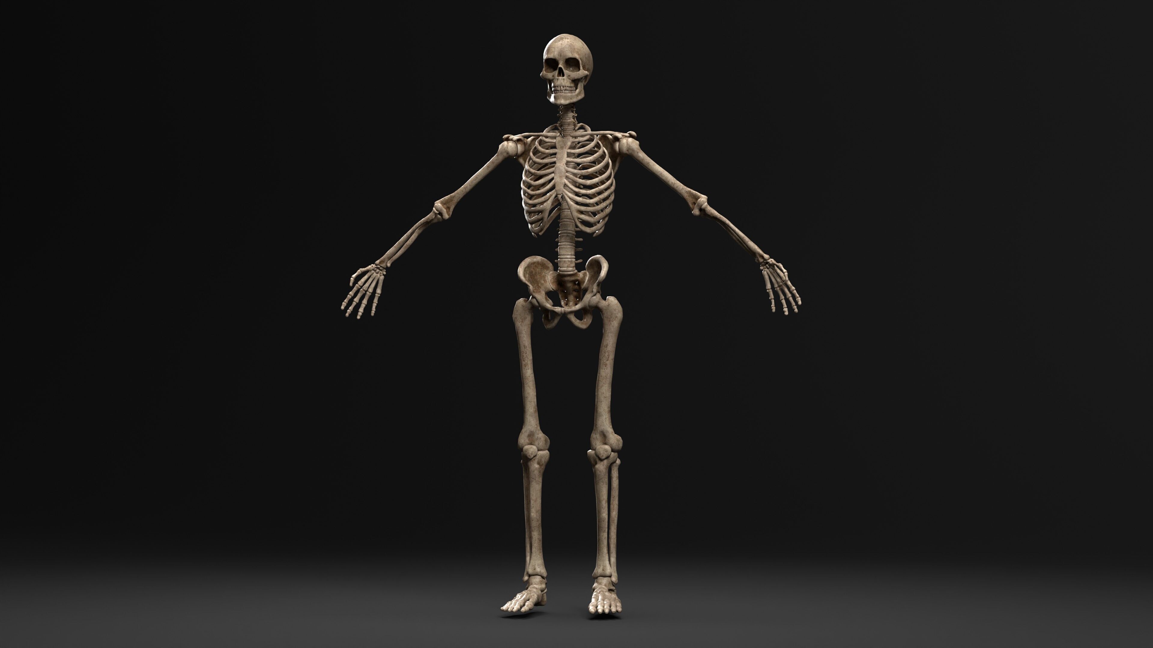Human Skeleton  PBR textured 3D model_2
