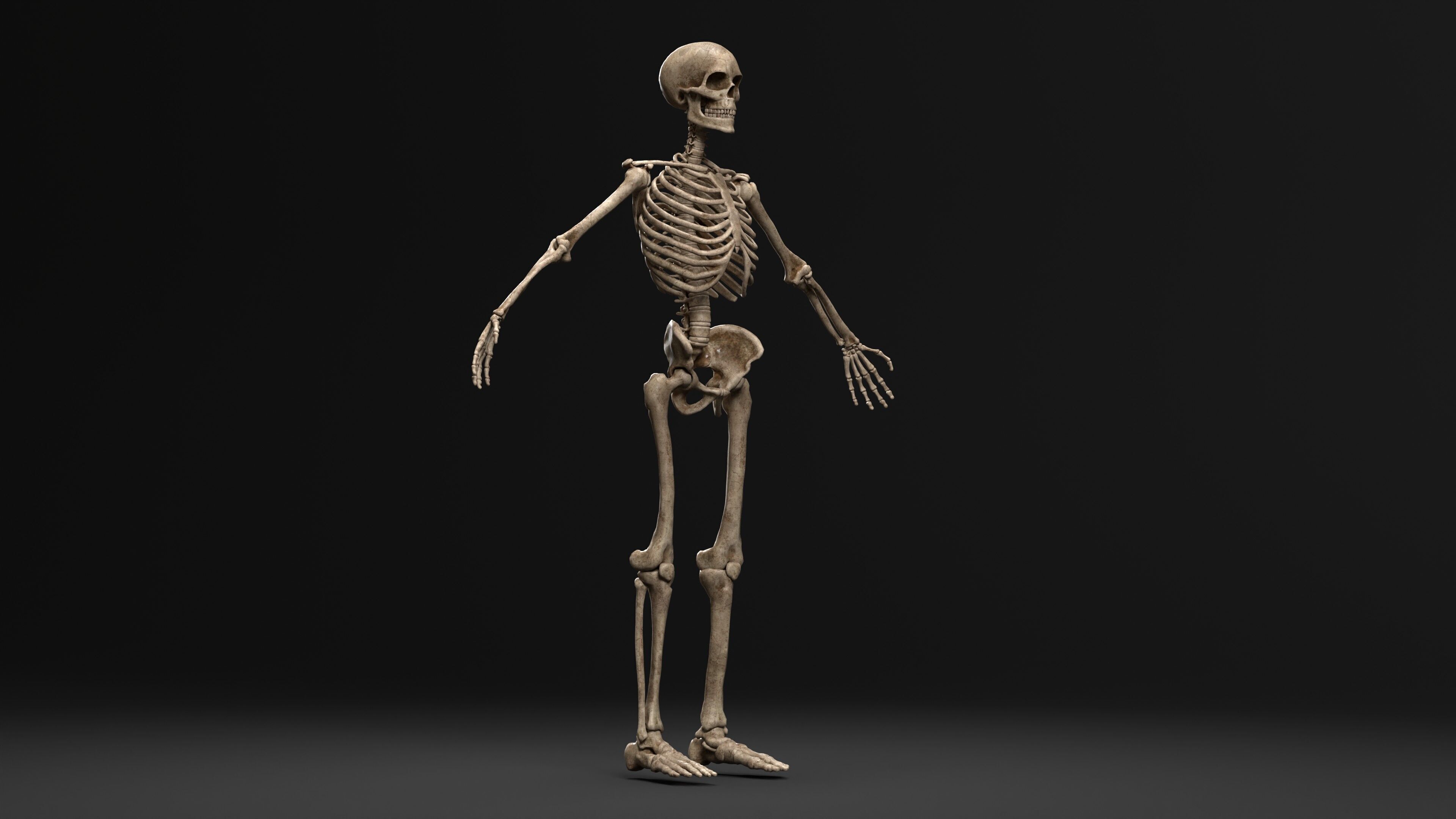 Human Skeleton  PBR textured 3D model_6