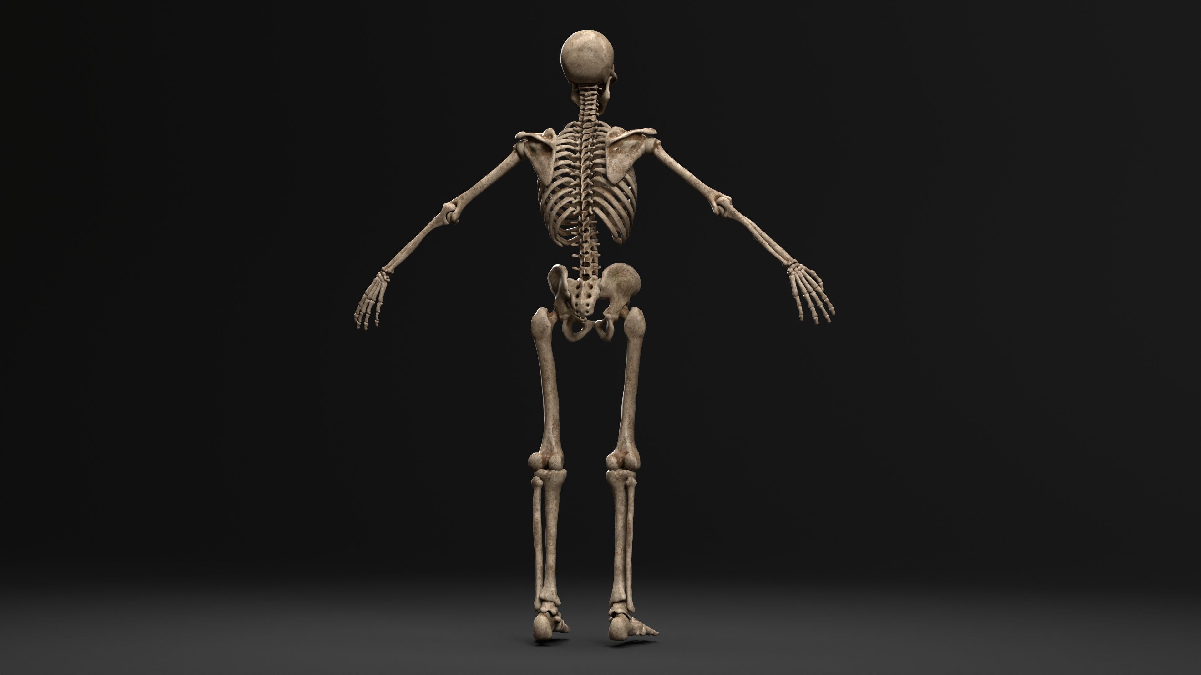 Human Skeleton  PBR textured 3D model_9