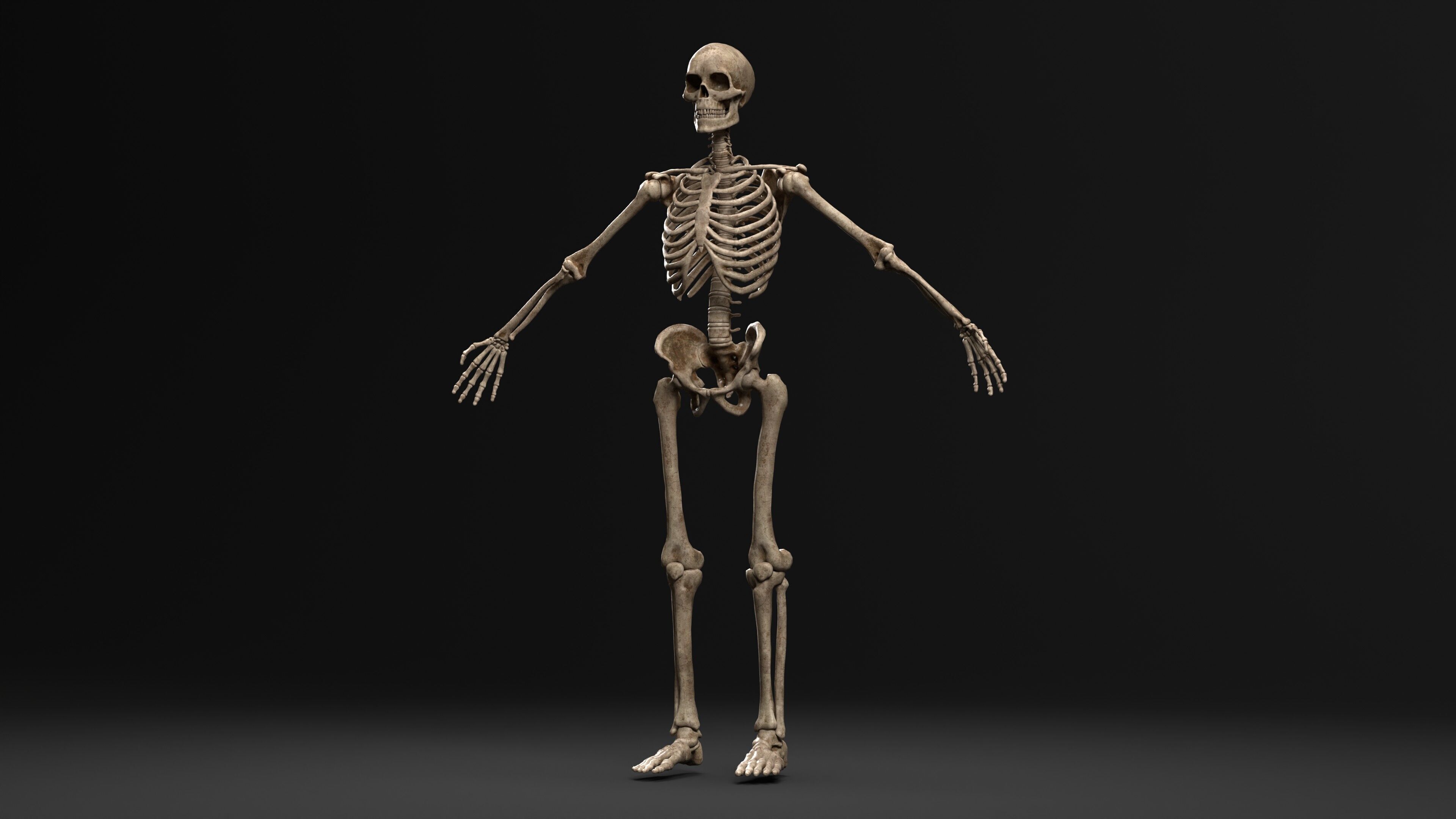 Human Skeleton  PBR textured 3D model_1