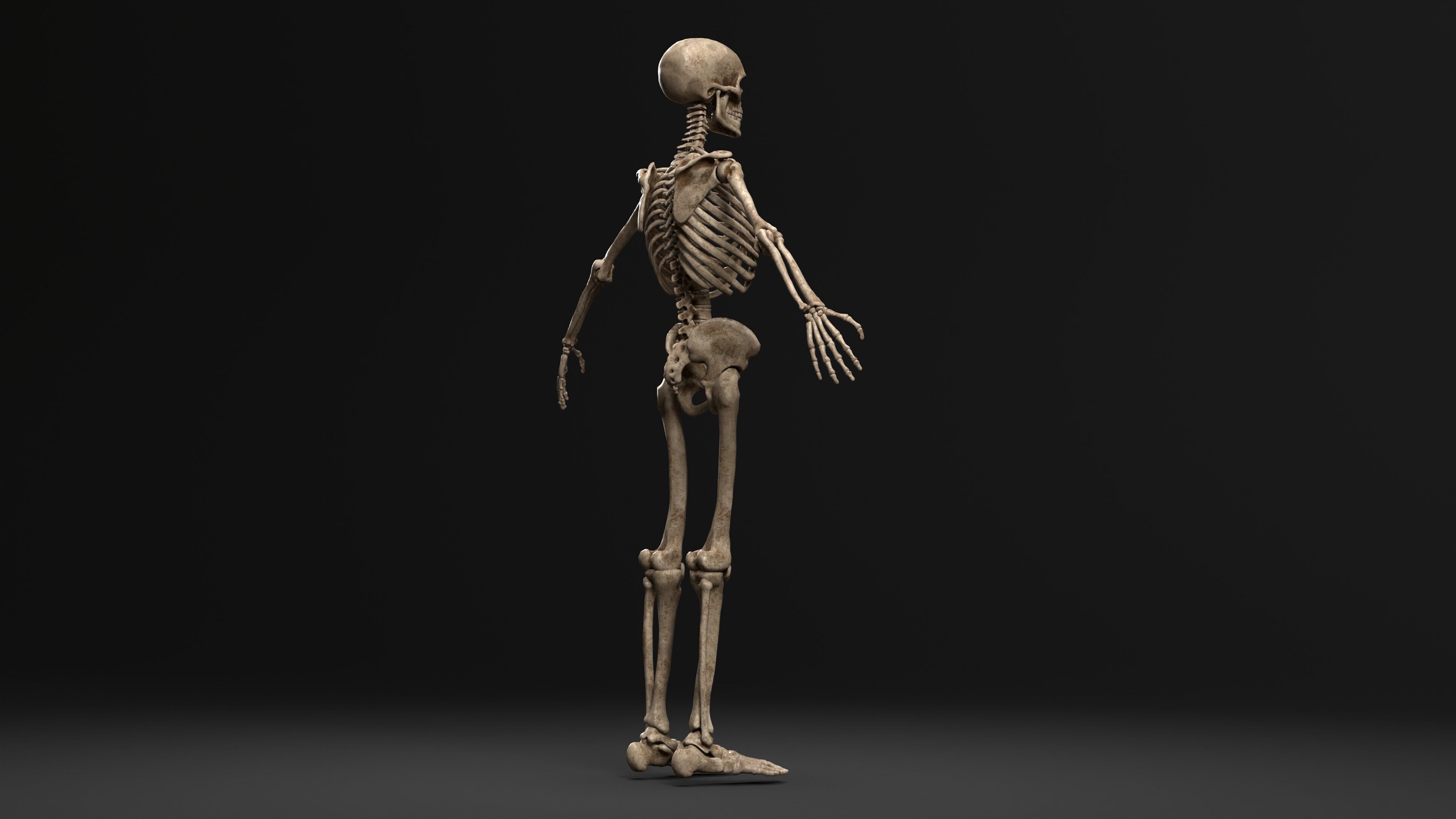 Human Skeleton  PBR textured 3D model_8