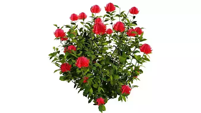 Australian Waratah Flowering Plant Low-poly 3D model